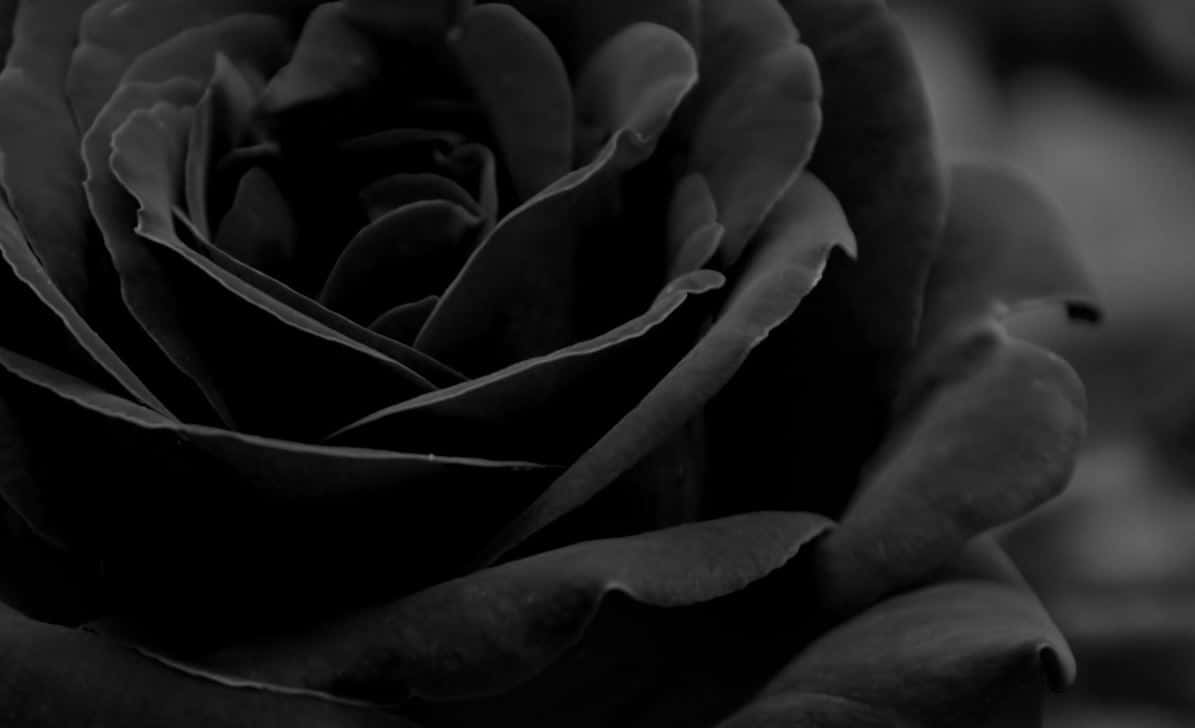 Unravel the mystery of the Black Rose