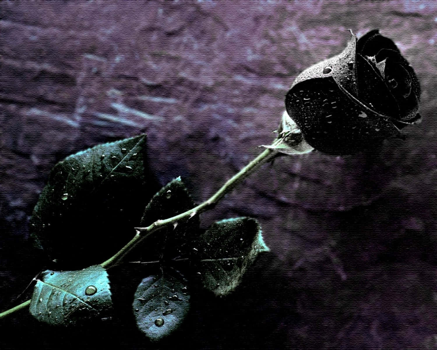 A single black rose delicately blooms in a beautiful display of elegance.