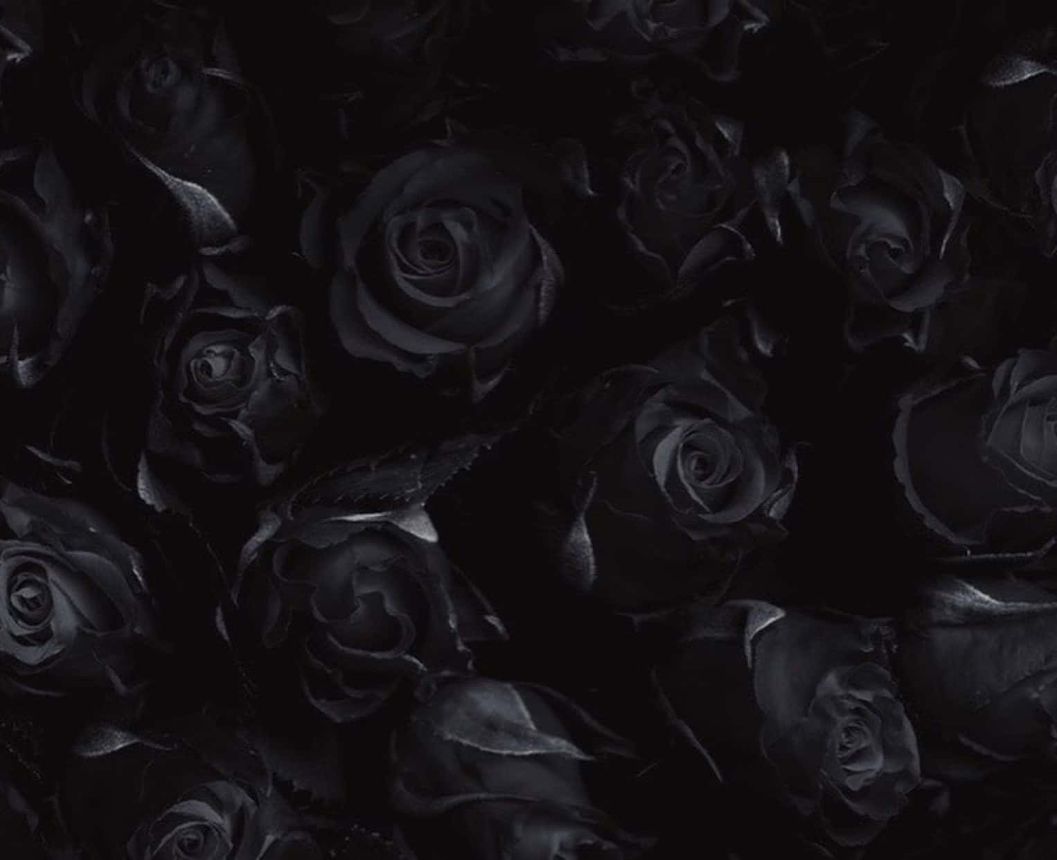 Embrace the rare beauty of a Black Rose