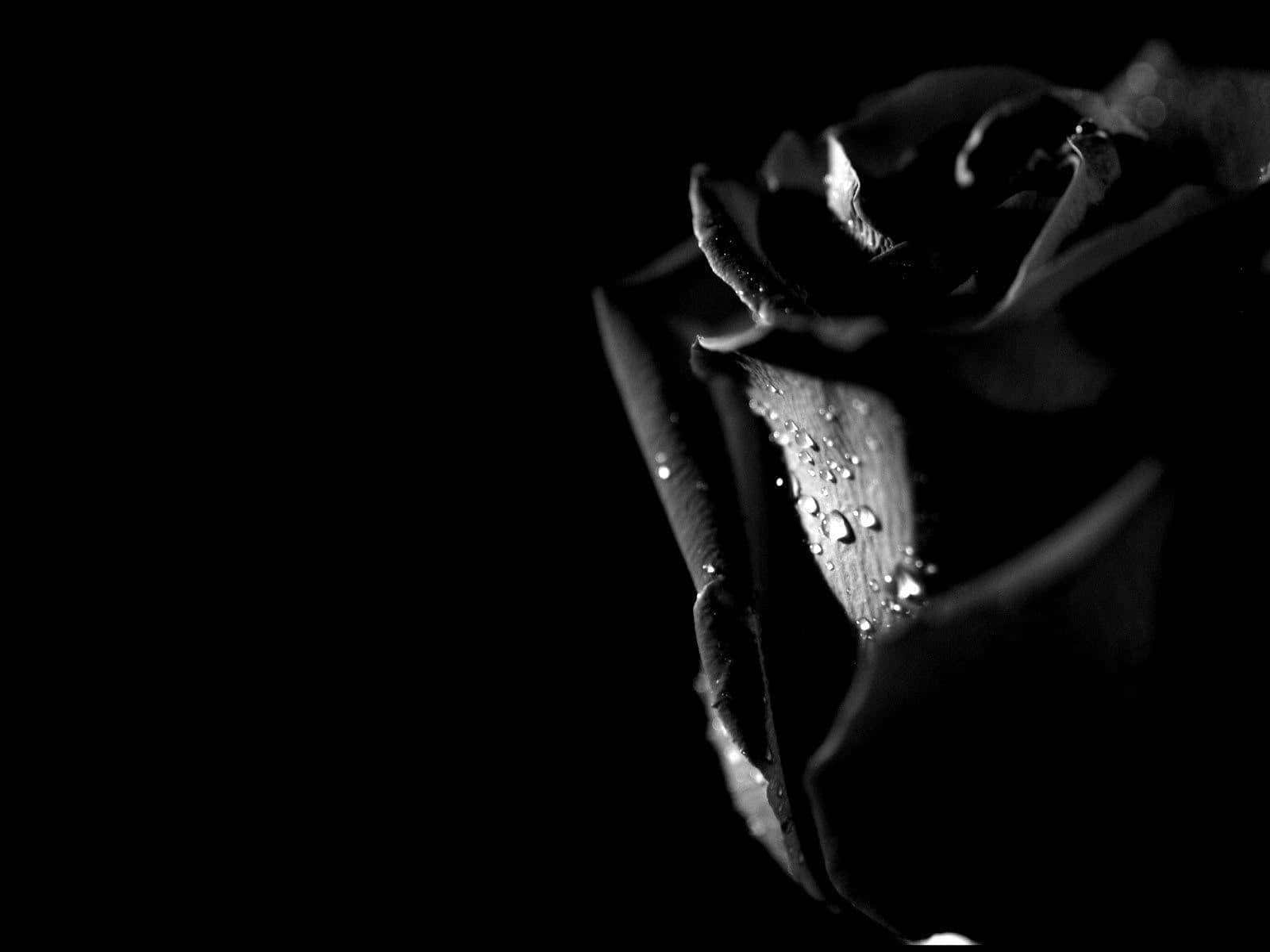 A single black rose with a hint of green against a black background.