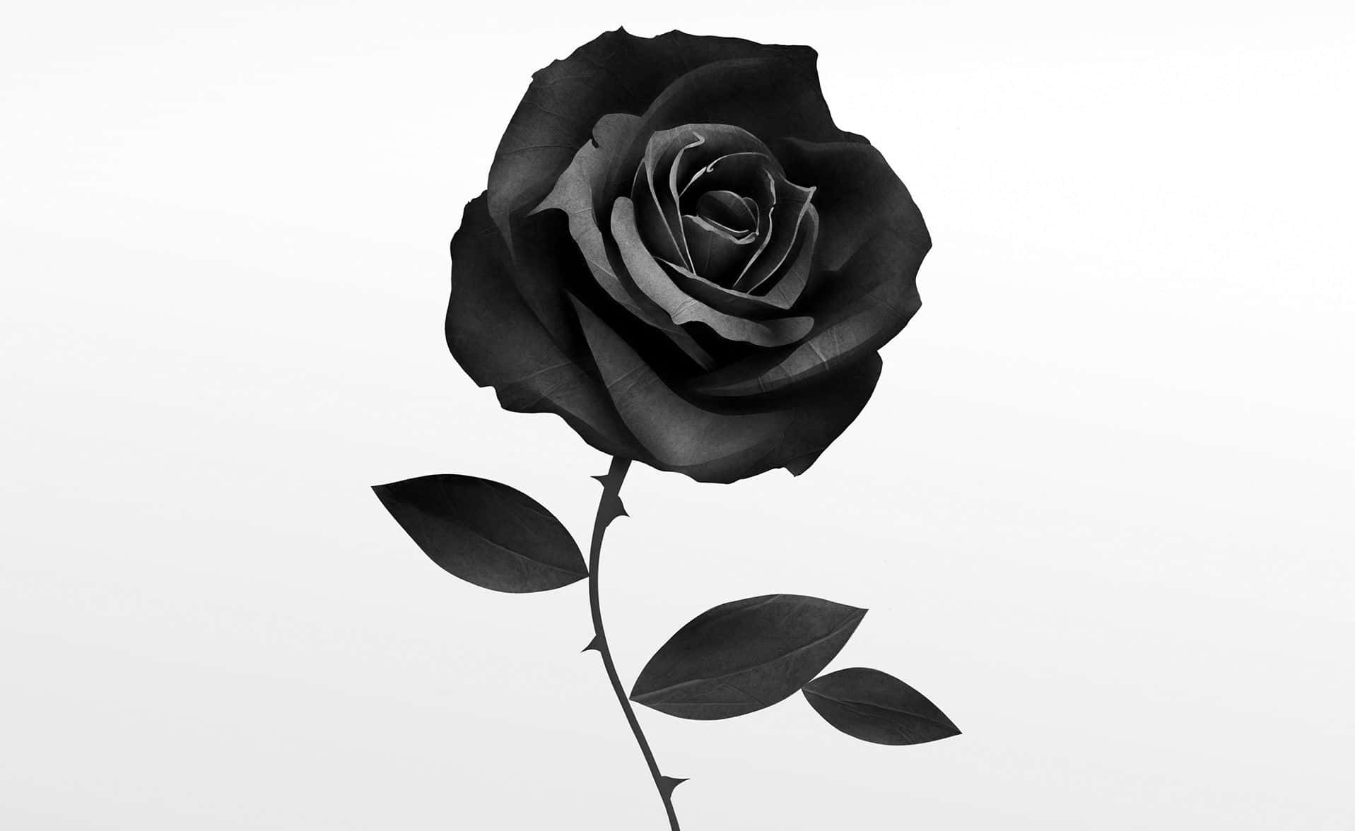 A Black Rose Is Shown Against A White Background