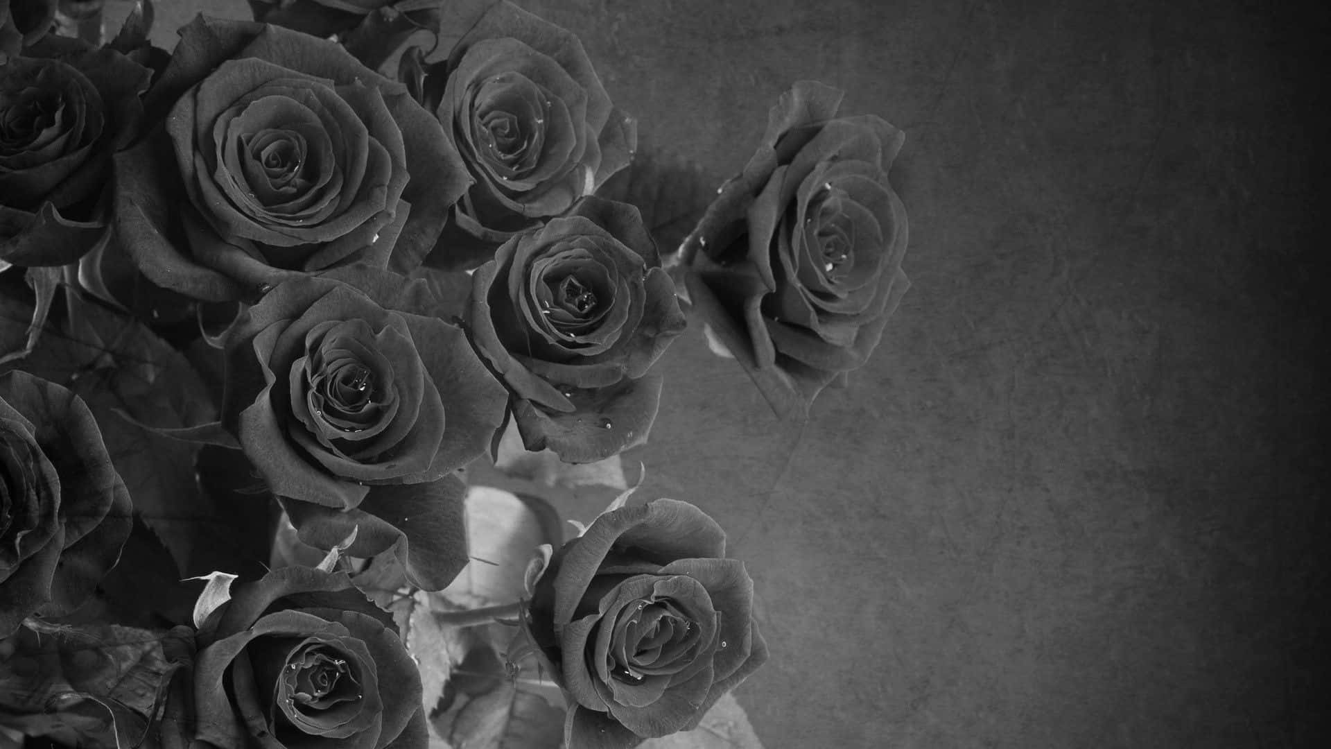 Enmørk, Dristig Og Smuk Sort Rose