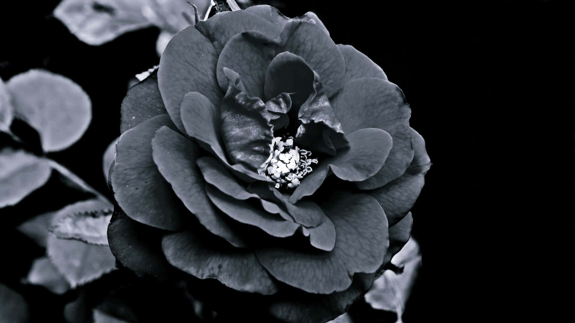 Eineeinzelne Schwarze Rose Vor Einem Strahlend Weißen Hintergrund - Das Perfekte Symbol Für Zeitlose Schönheit Und Stärke.
