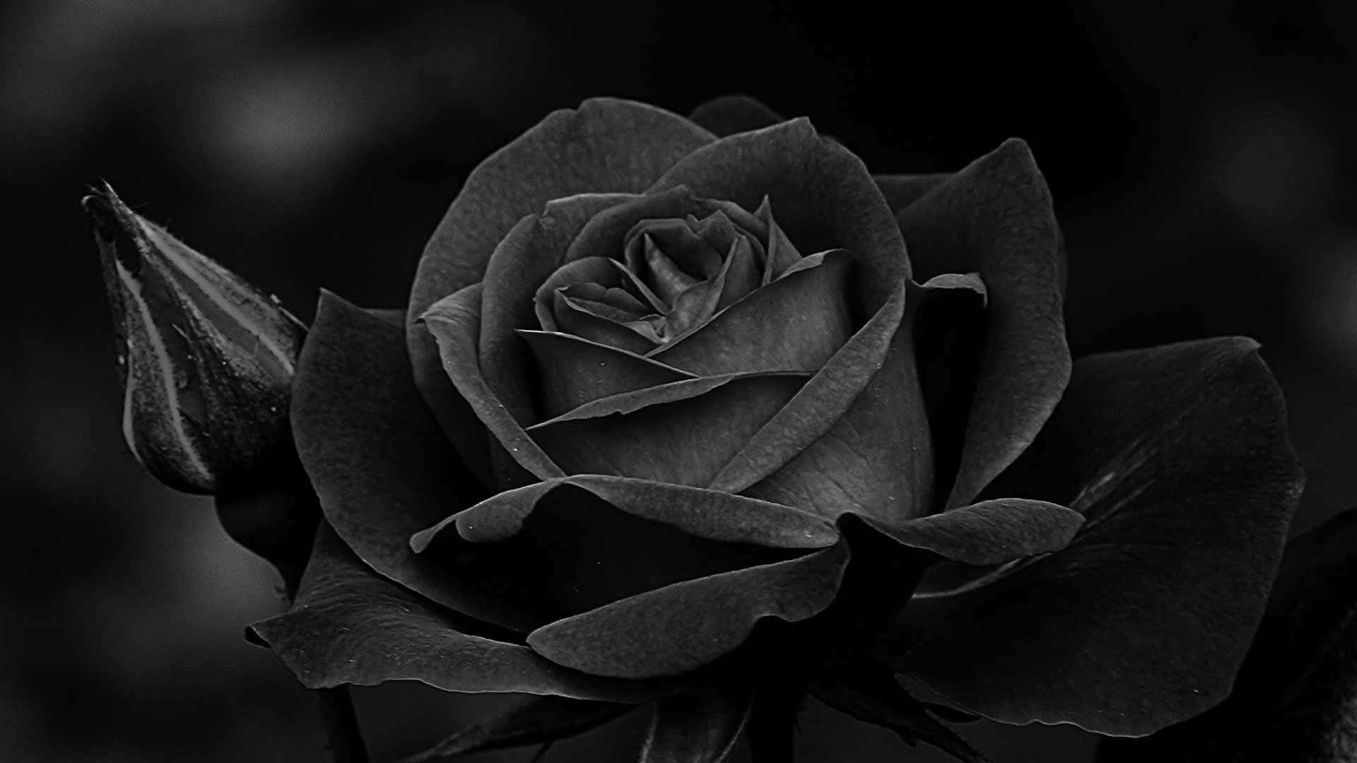 Eineeinzelne Schwarze Rose