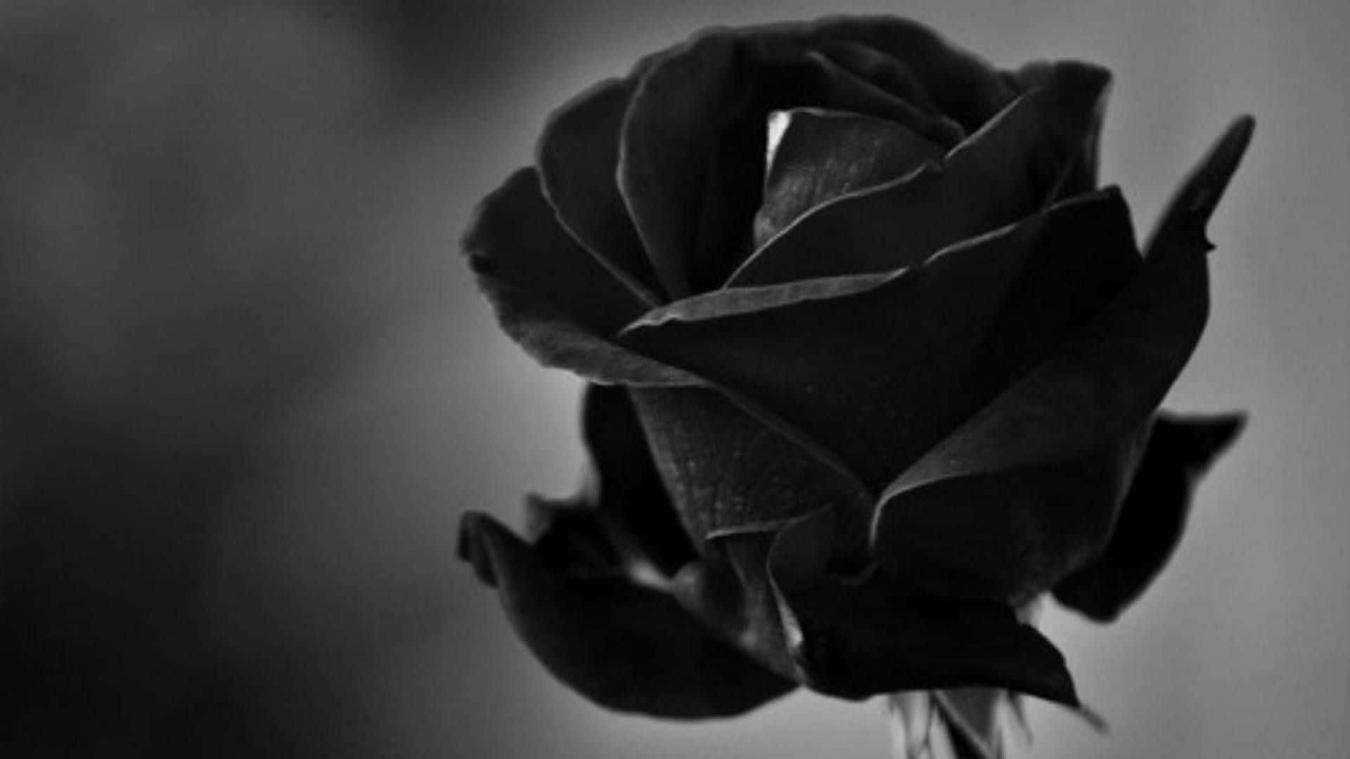 Eineromantische Geste Der Liebe Mit Einer Schwarzen Rose