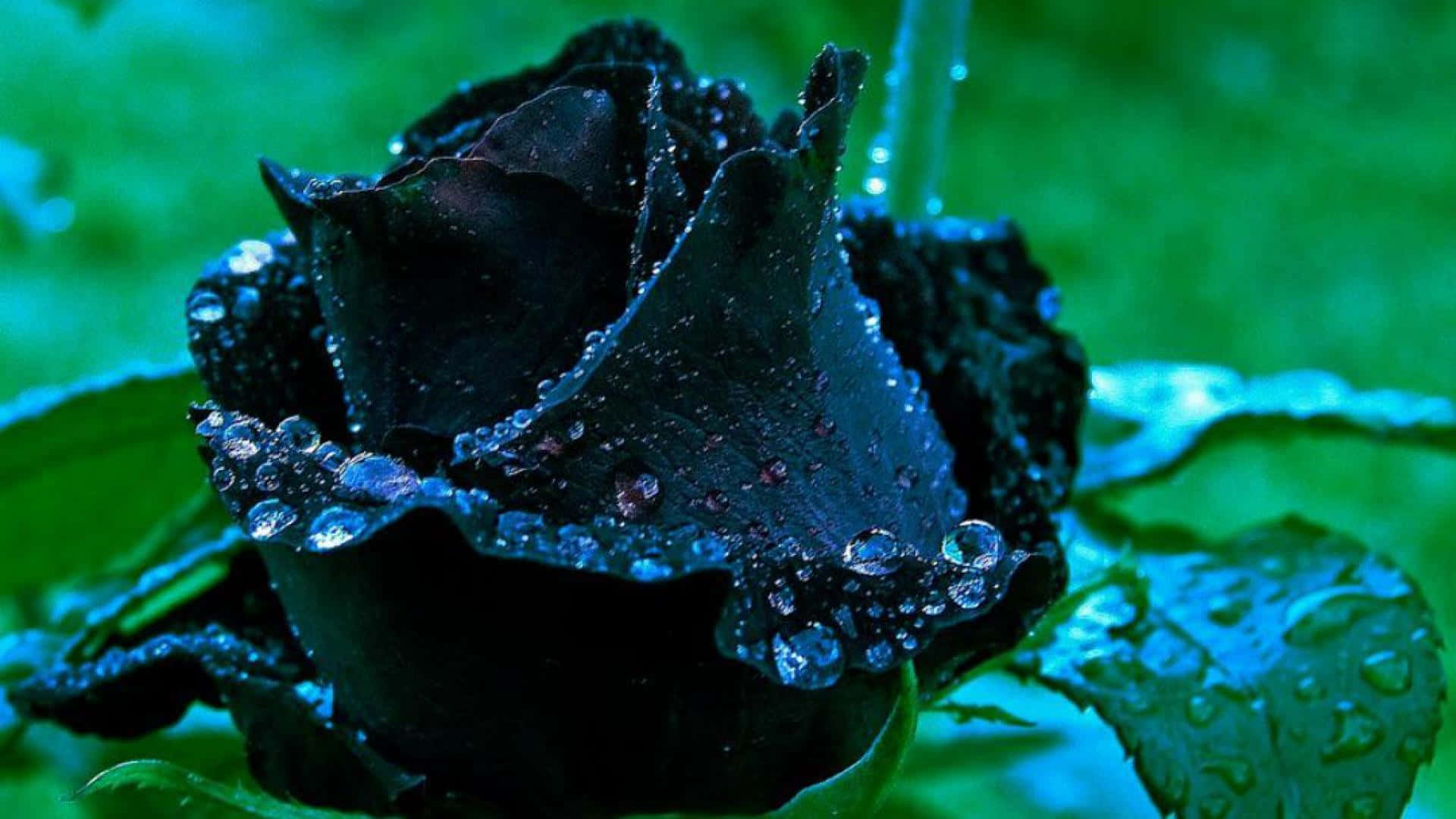 Einewunderschöne Schwarze Rose Mit Ihren Eleganten Blütenblättern Enthüllt.