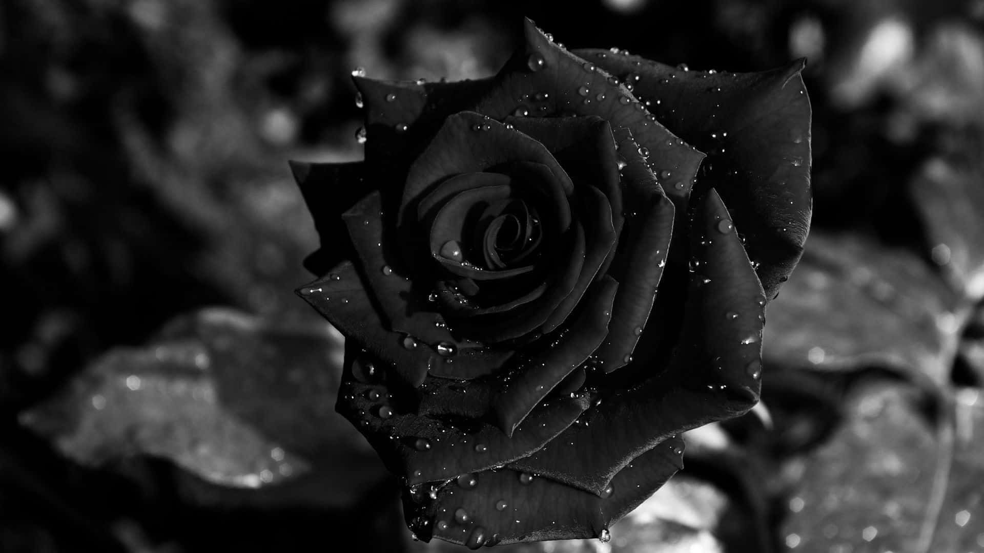 Black rose, its beauty is timeless