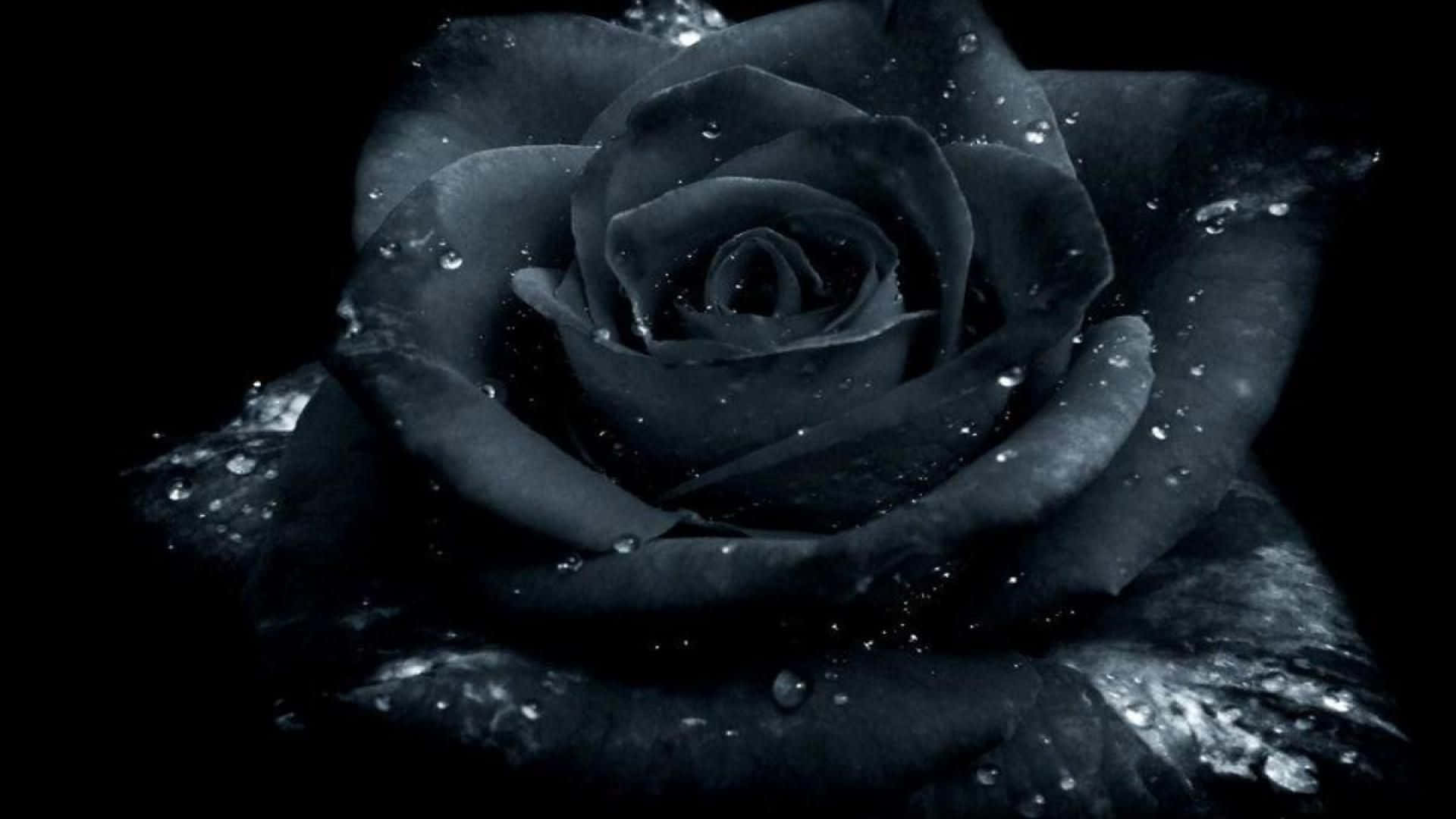 Mysterious Elegance of a Black Rose