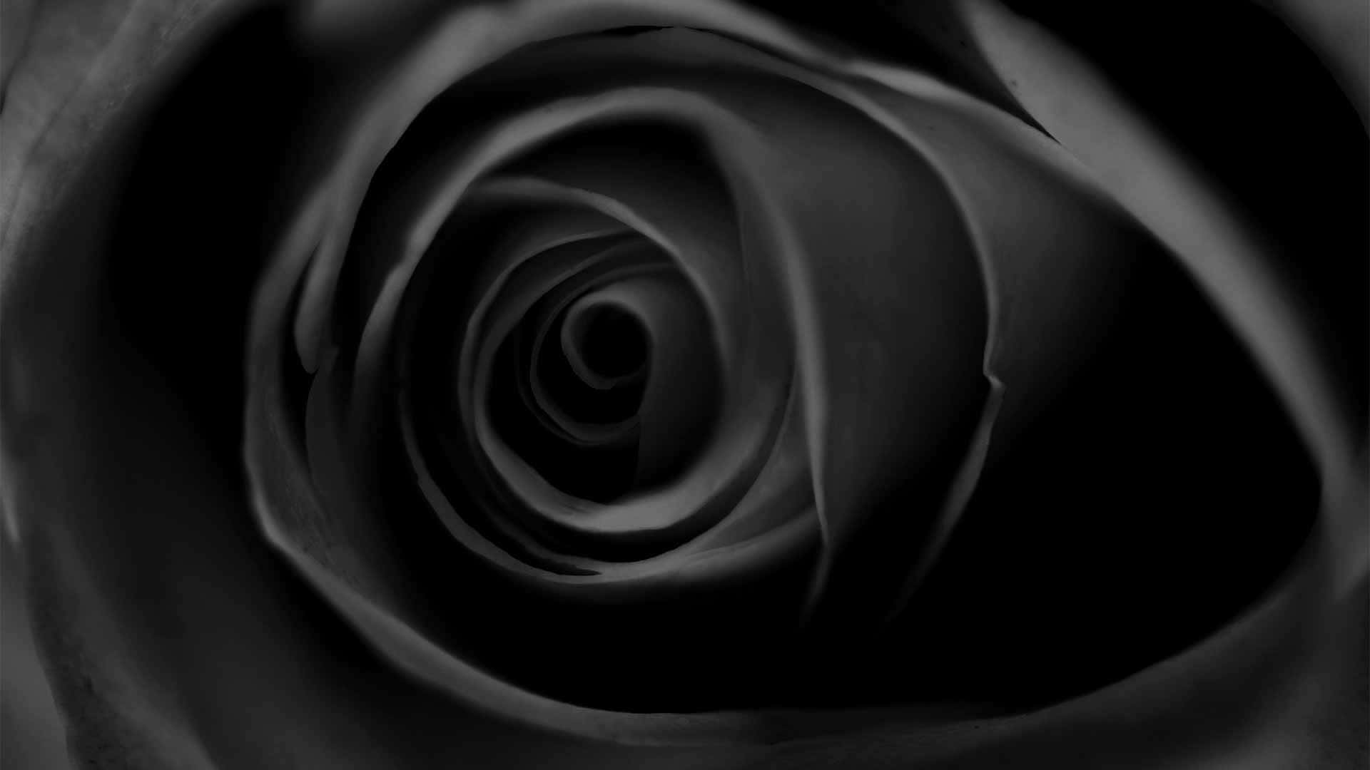 Einewunderschöne Schwarze Rose In Der Natur
