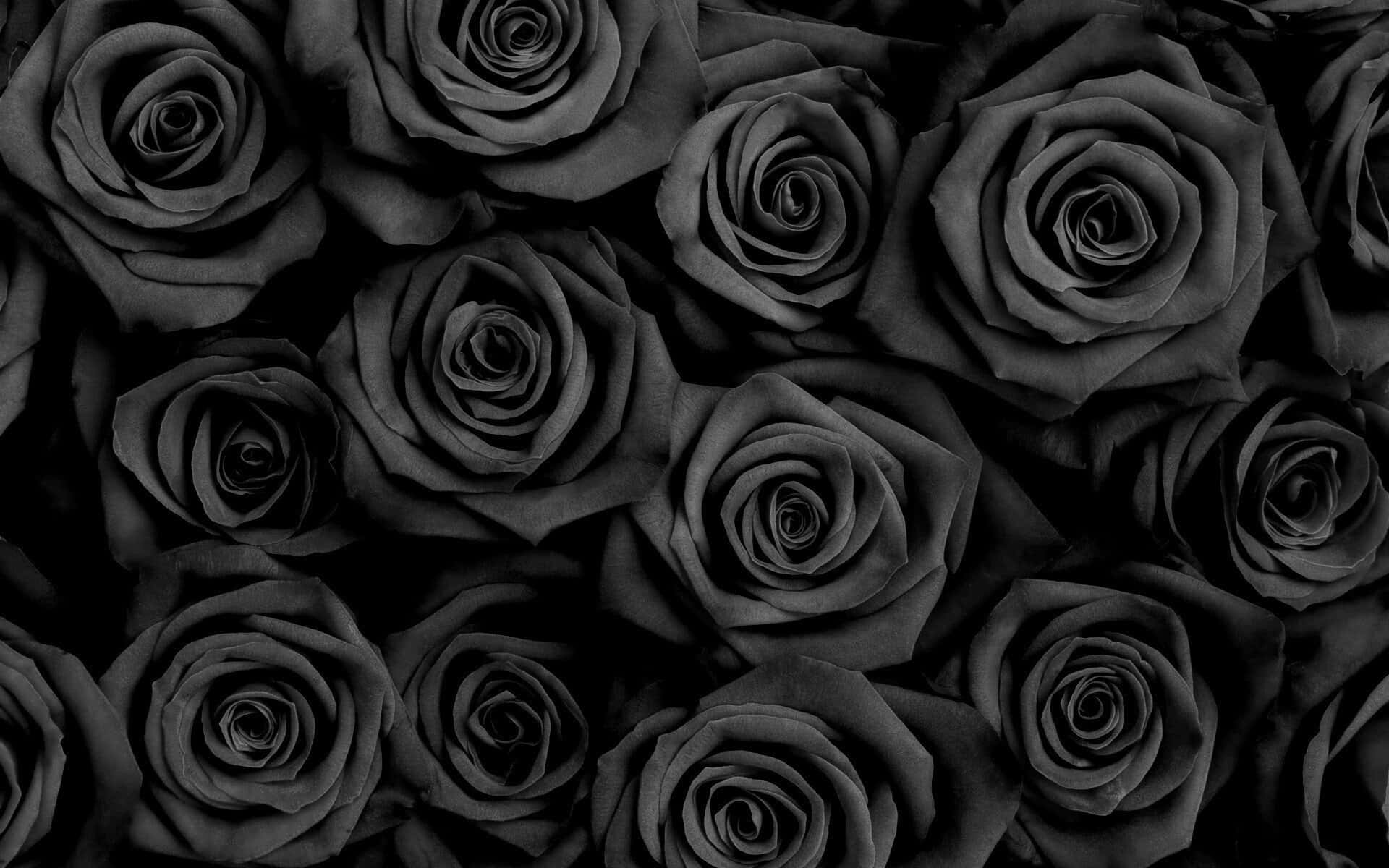 Black Rose Beauty