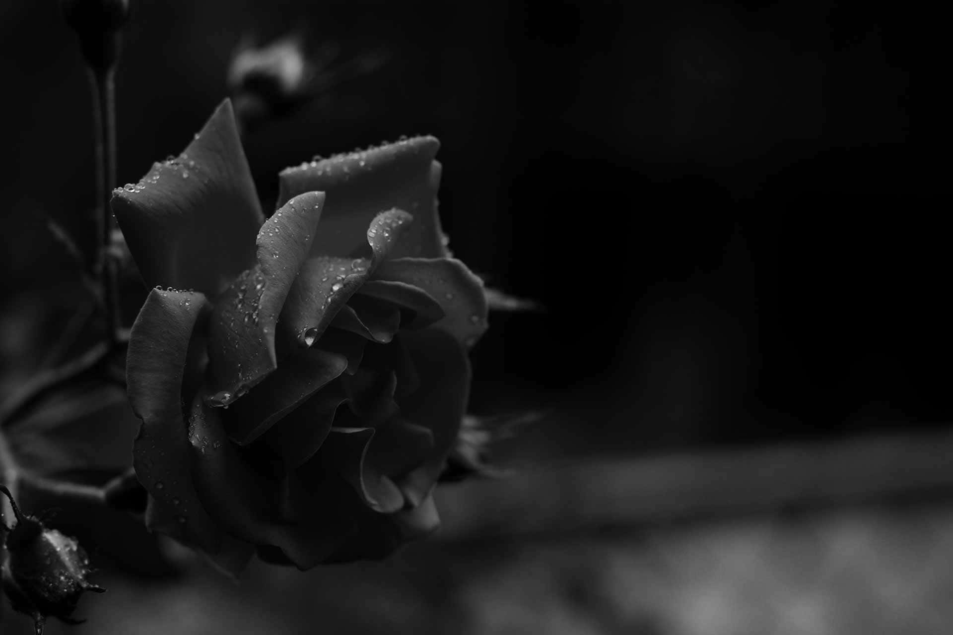 Dieschönheit Einer Schwarzen Rose
