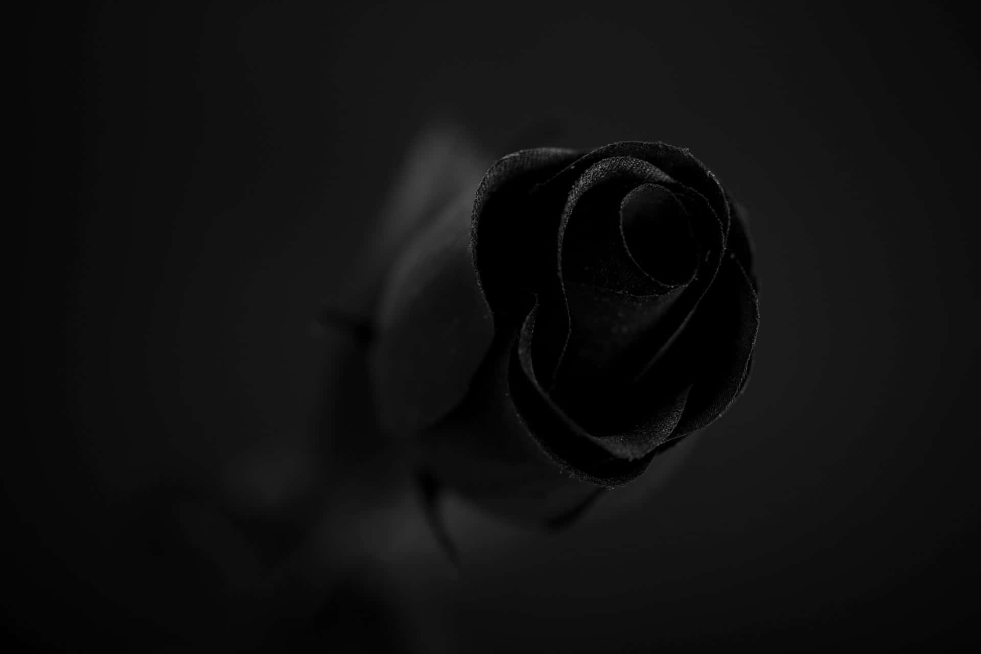 Einezarte Schwarze Rose Isoliert Auf Einem Weißen Hintergrund.