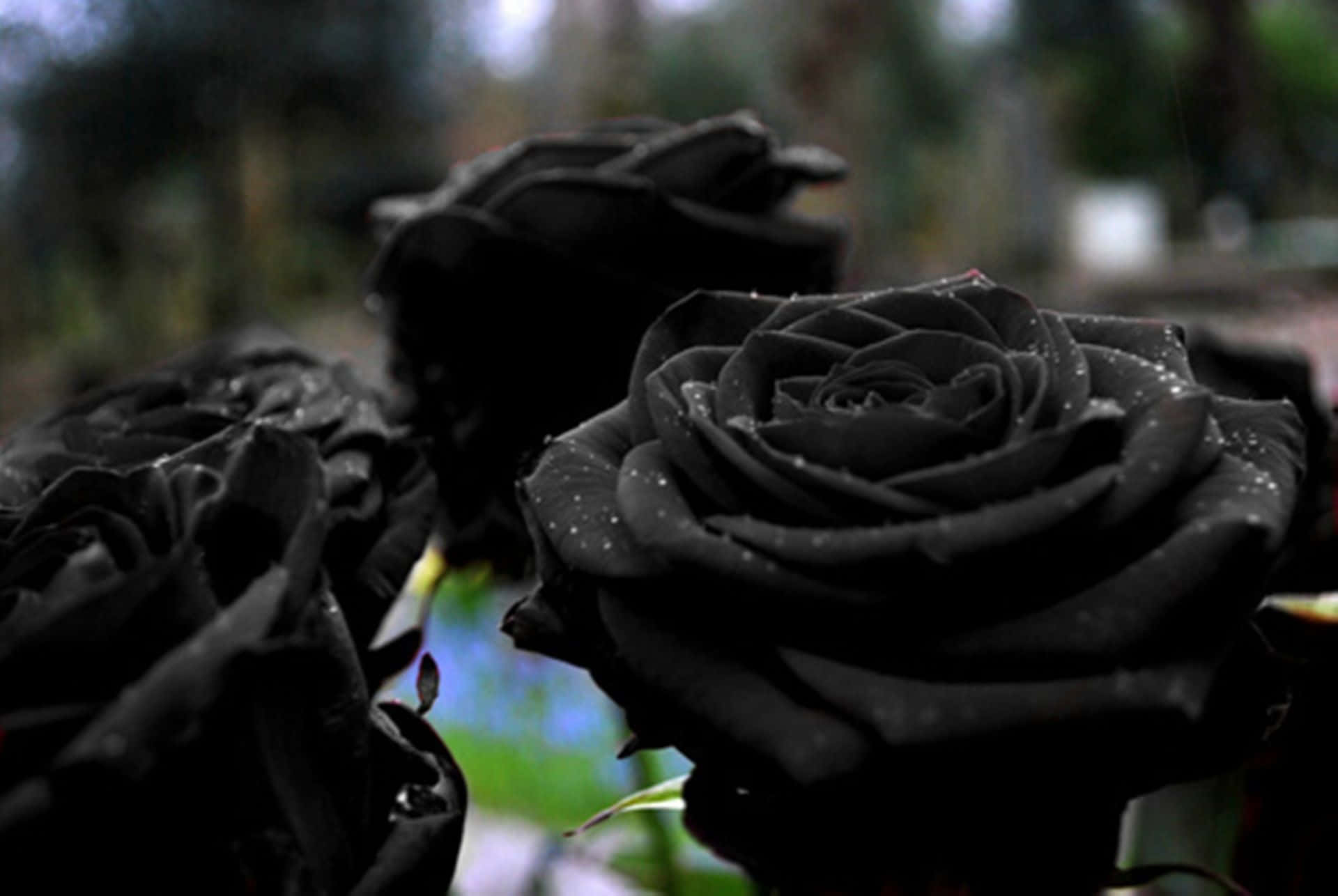 Denmystiska Skönheten Hos Den Svarta Rosen