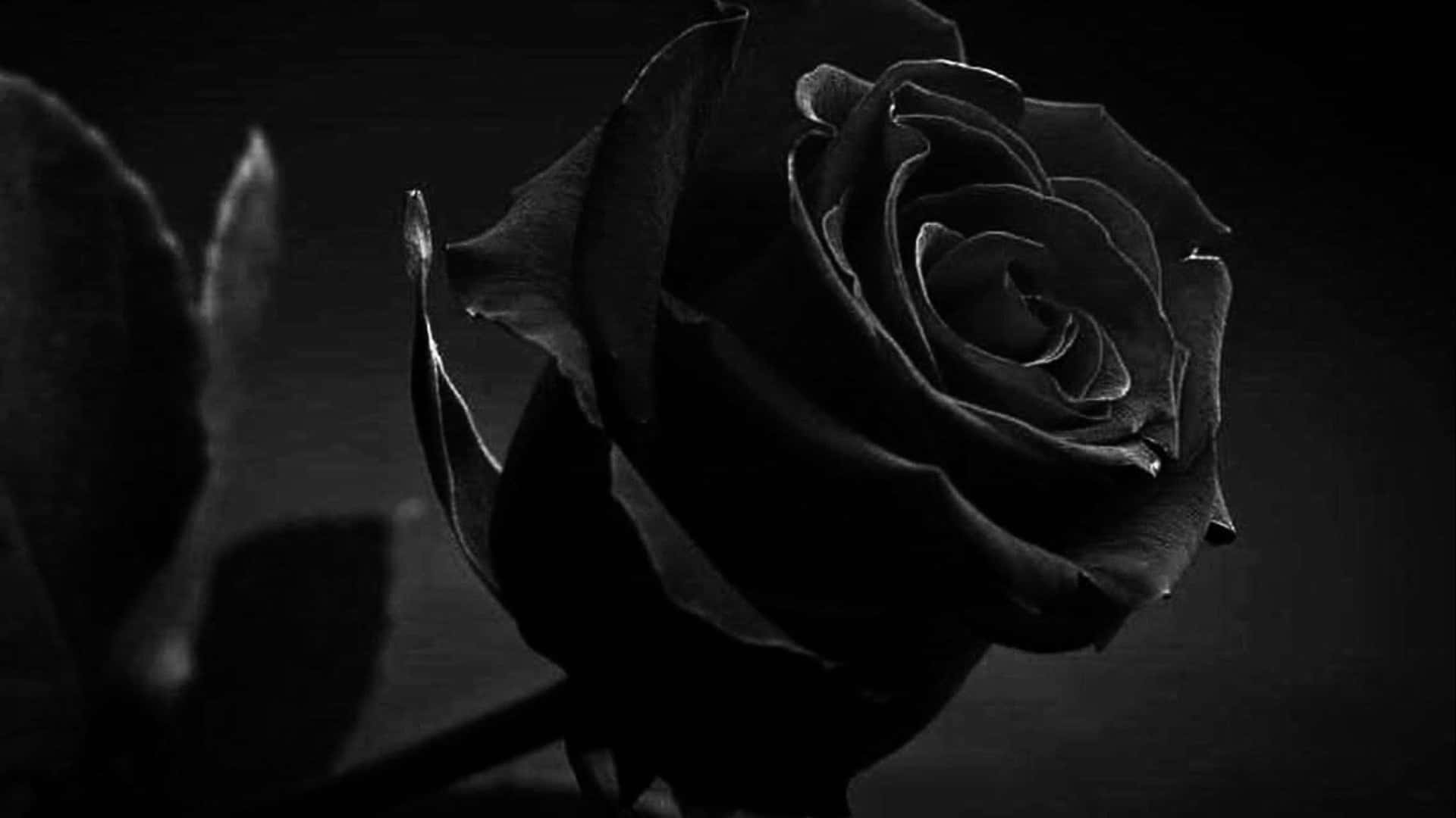 Meden Følelse Af Lidenskab Og Mystik Symboliserer Den Iøjnefaldende Sorte Rose Beundring Og Skønhed.