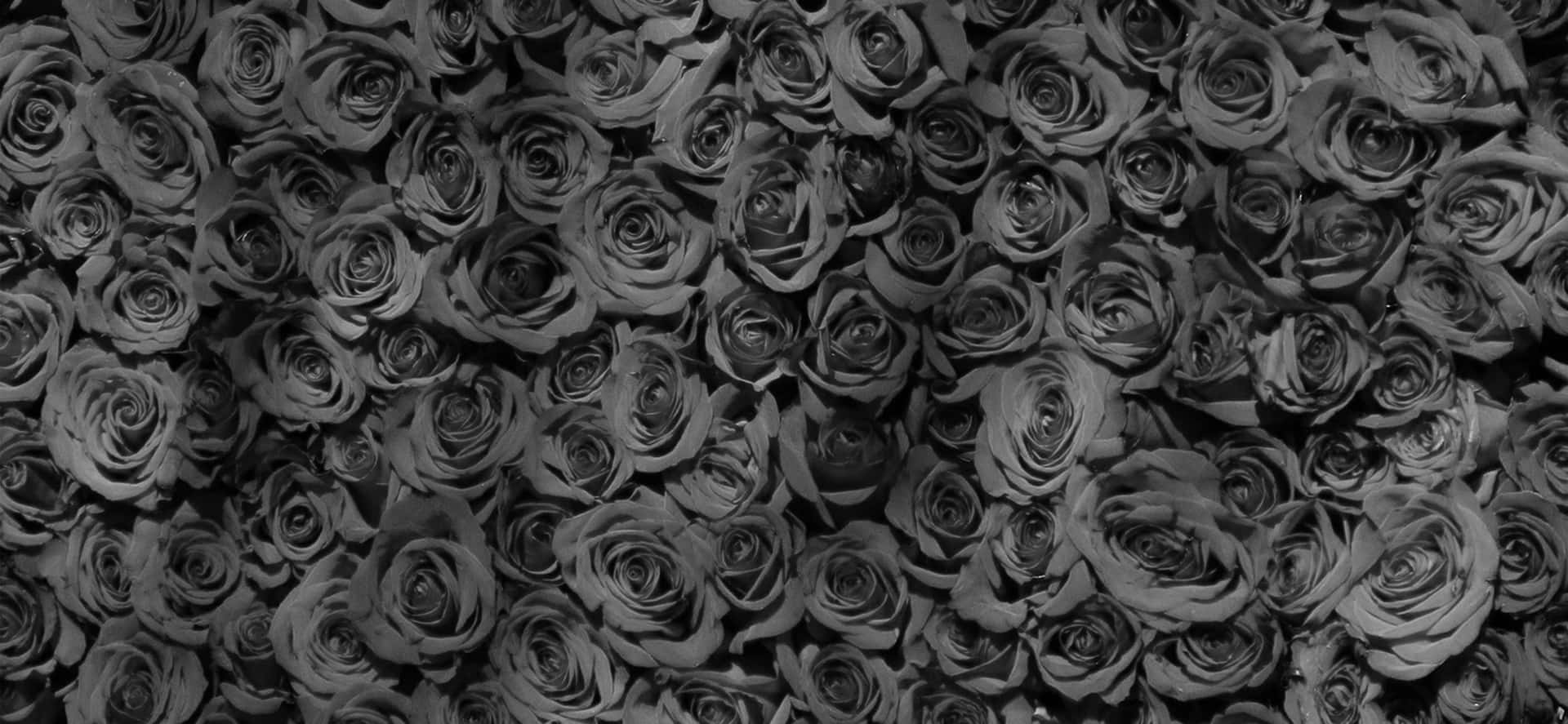 "The mysterious beauty of the black rose"