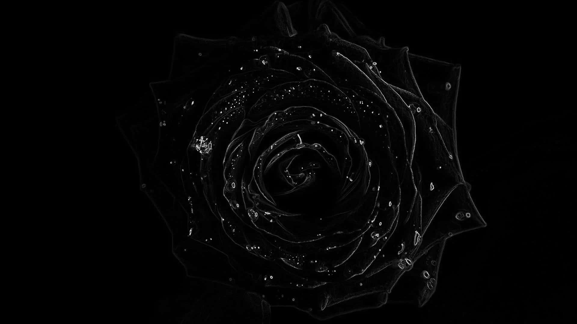 Embrace the Beauty of the Rare Black Rose