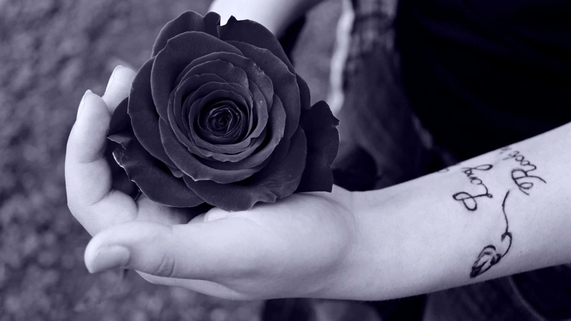 Diegeheimnisvolle Schönheit Einer Schwarzen Rose In Ihrer Ganzen Pracht.