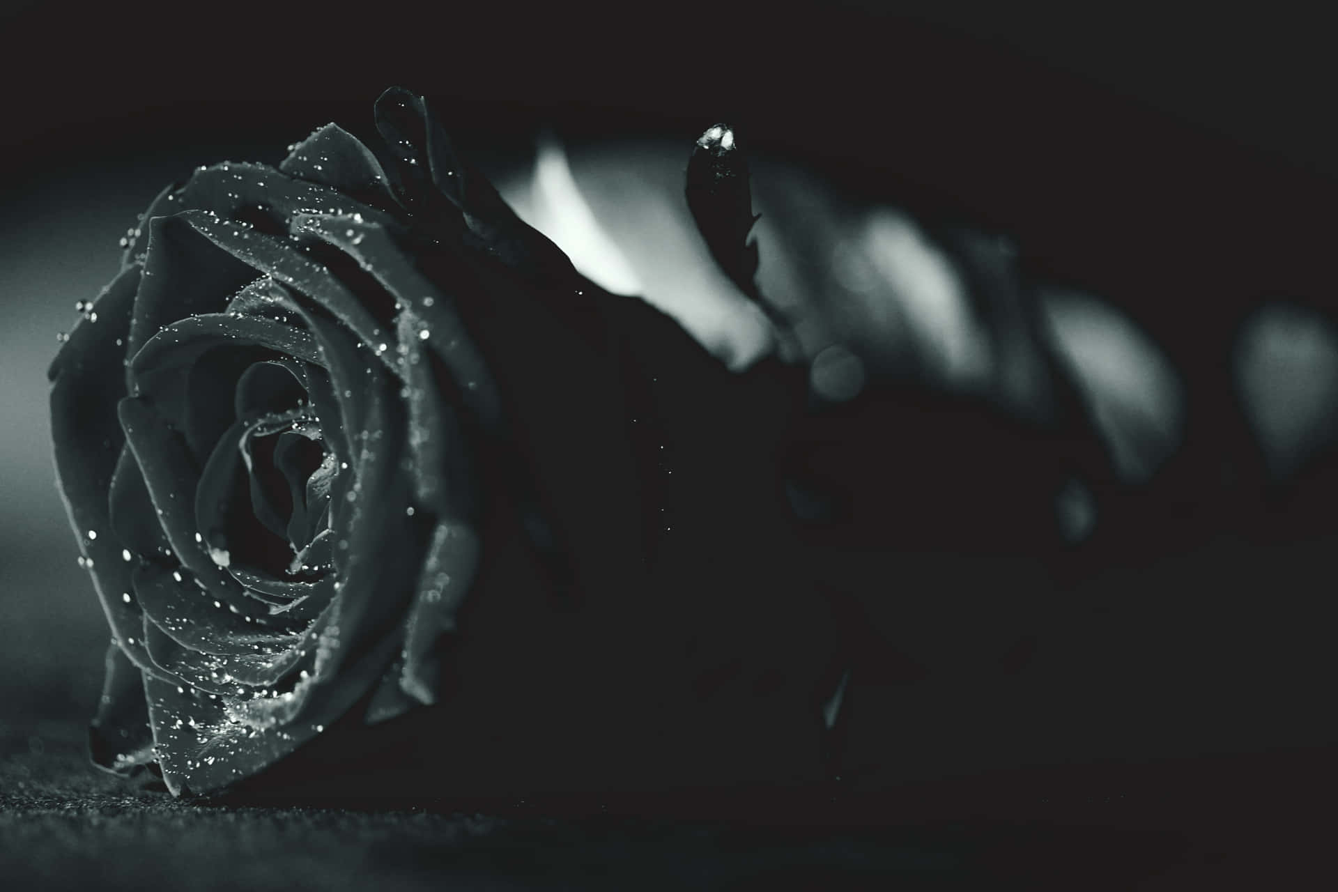 Mysterious Black Rose