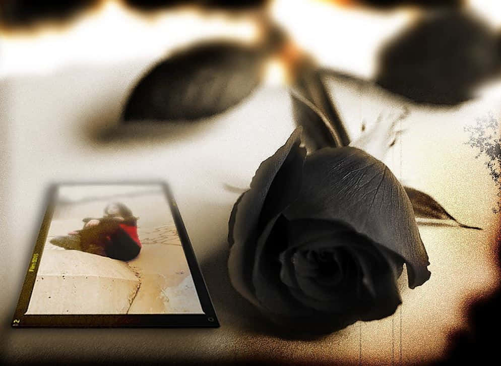 Image  A Stunning Black Rose
