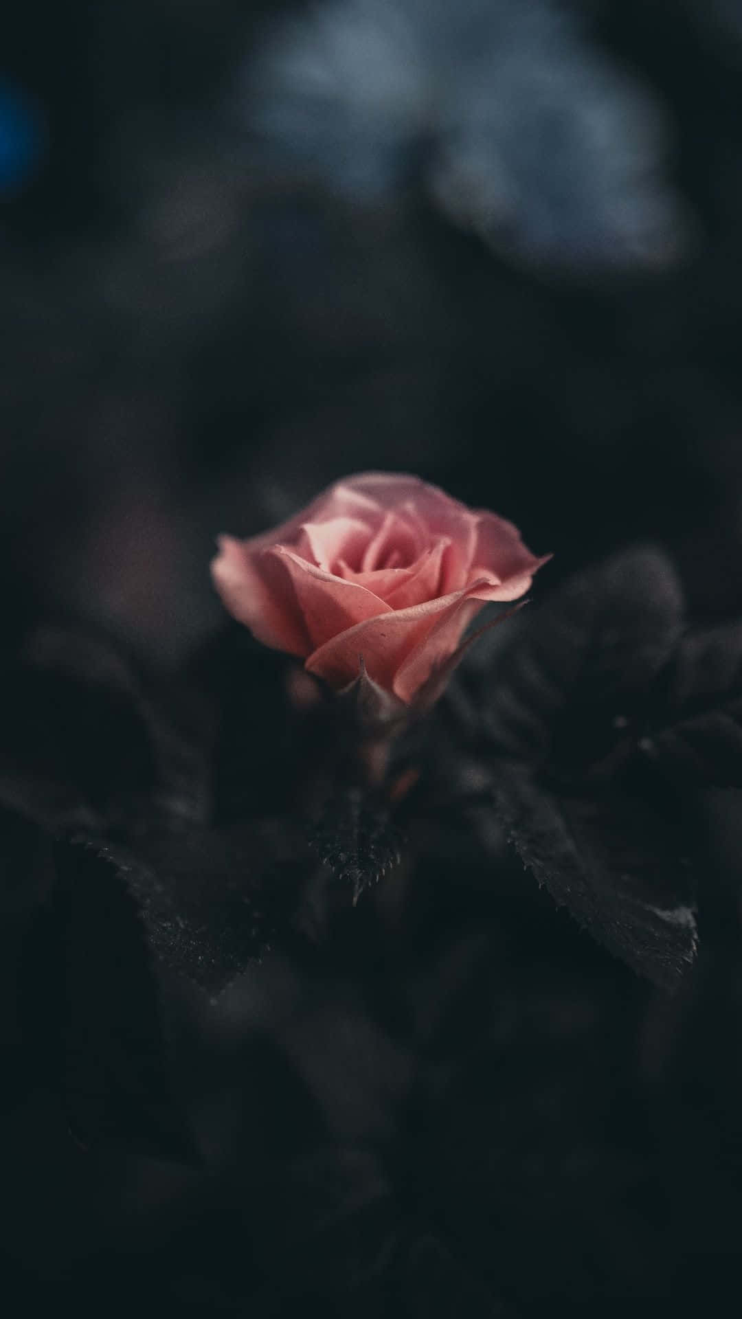 50 Aesthetic Rose iPhone Wallpapers [Free Downloads]