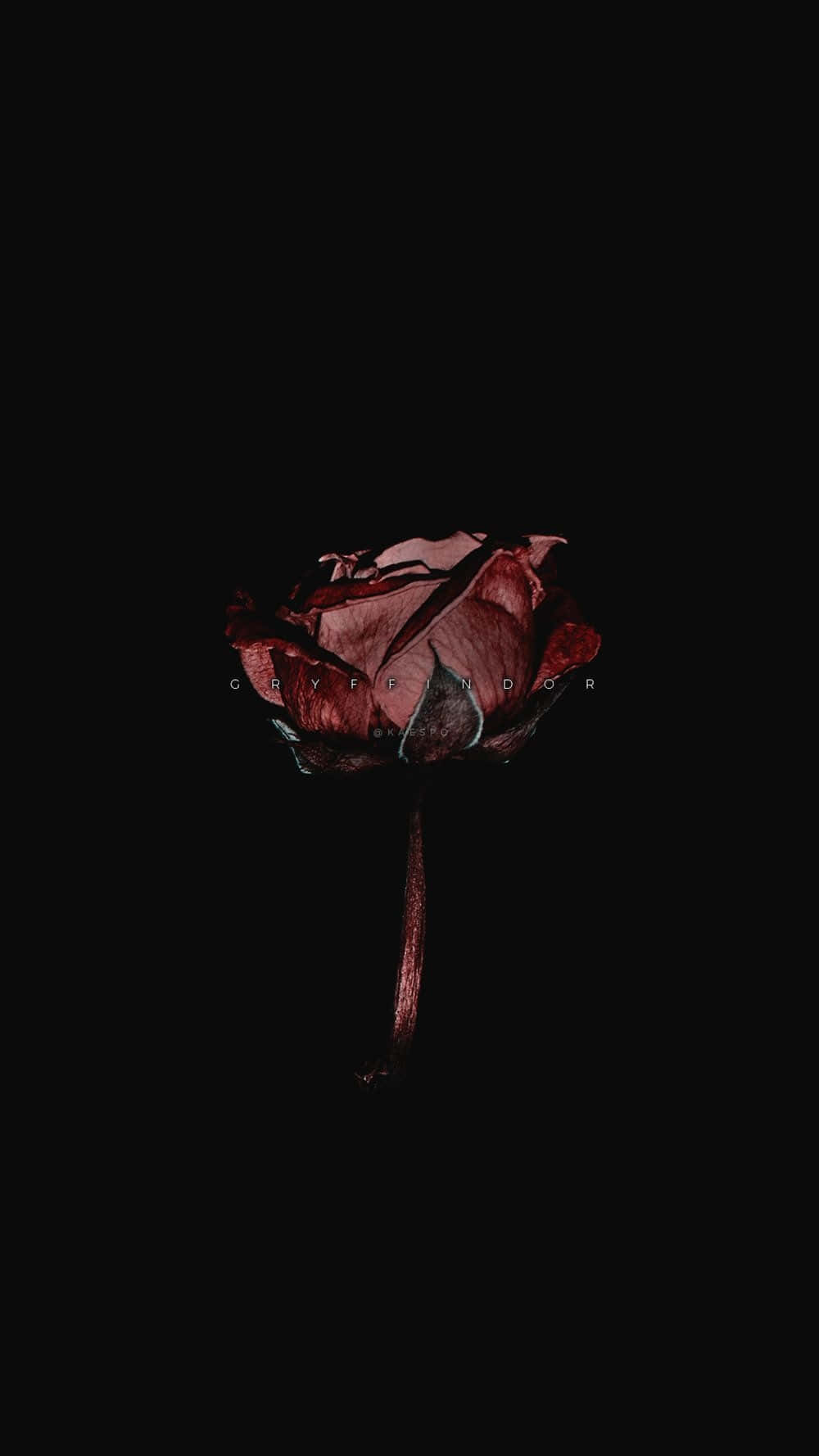 "Let the beauty of a black rose soothe your soul" Wallpaper