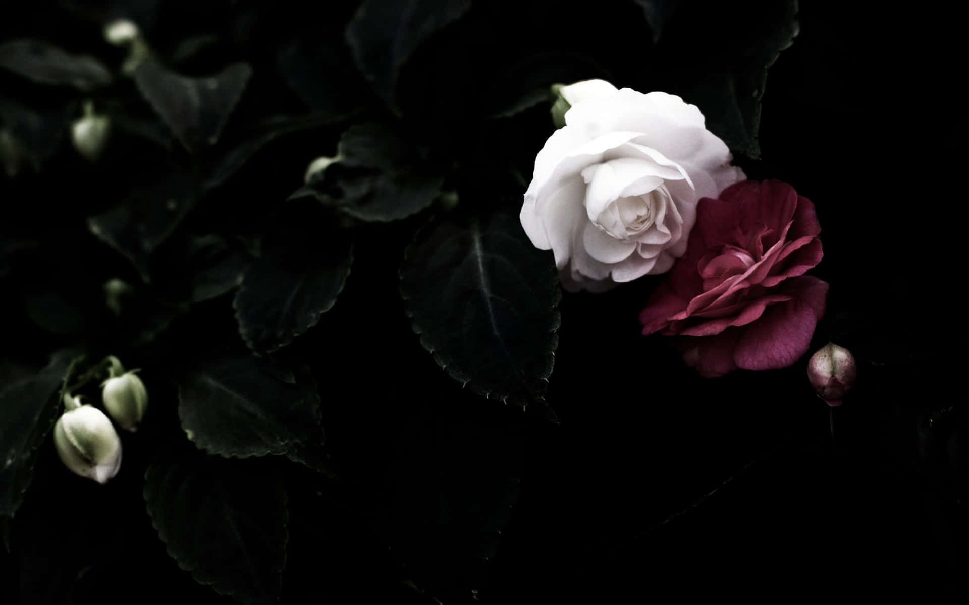 Download The beauty of a Black Rose. Wallpaper 