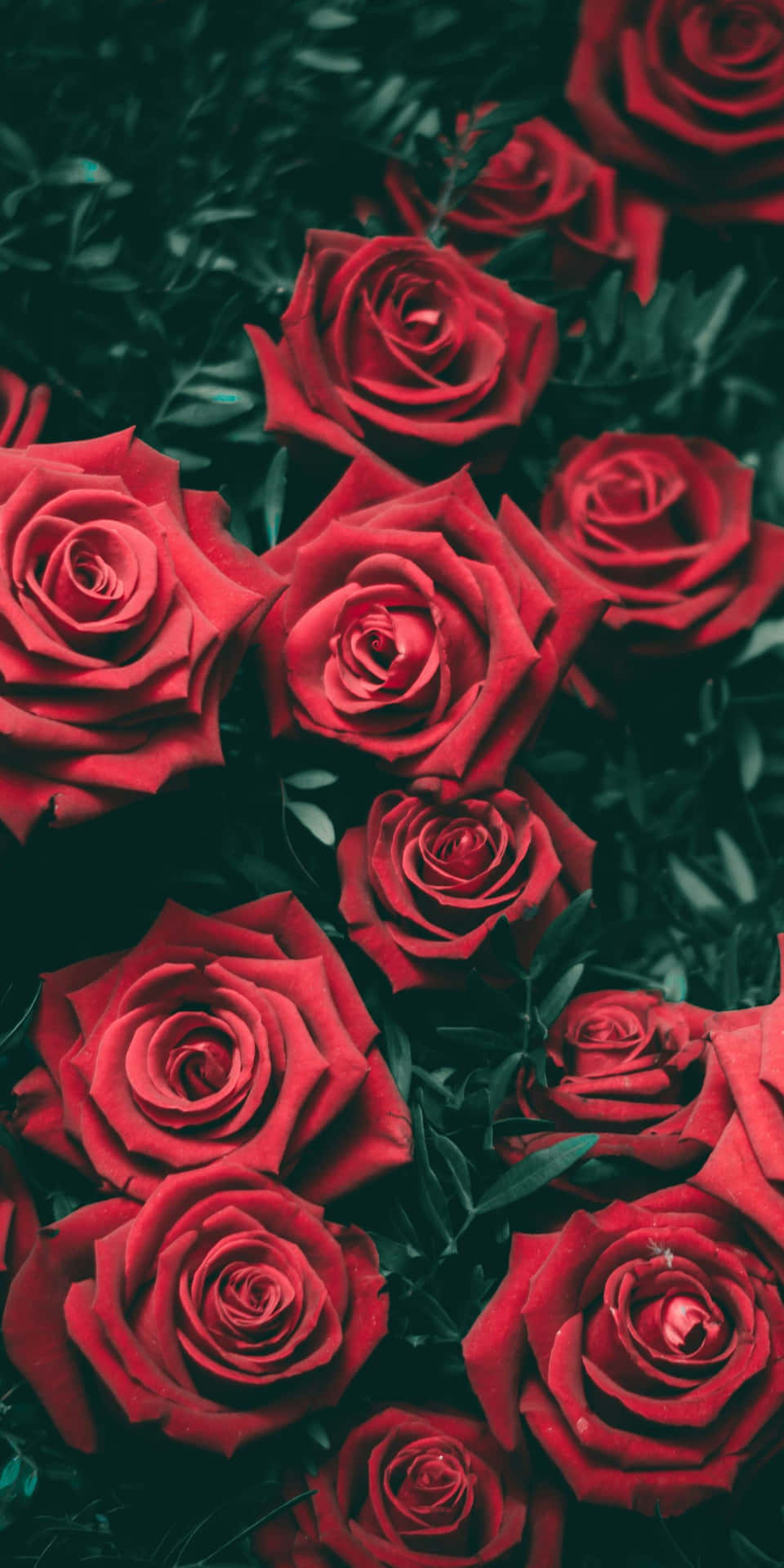 Røde roser på et mørkt baggrund Wallpaper