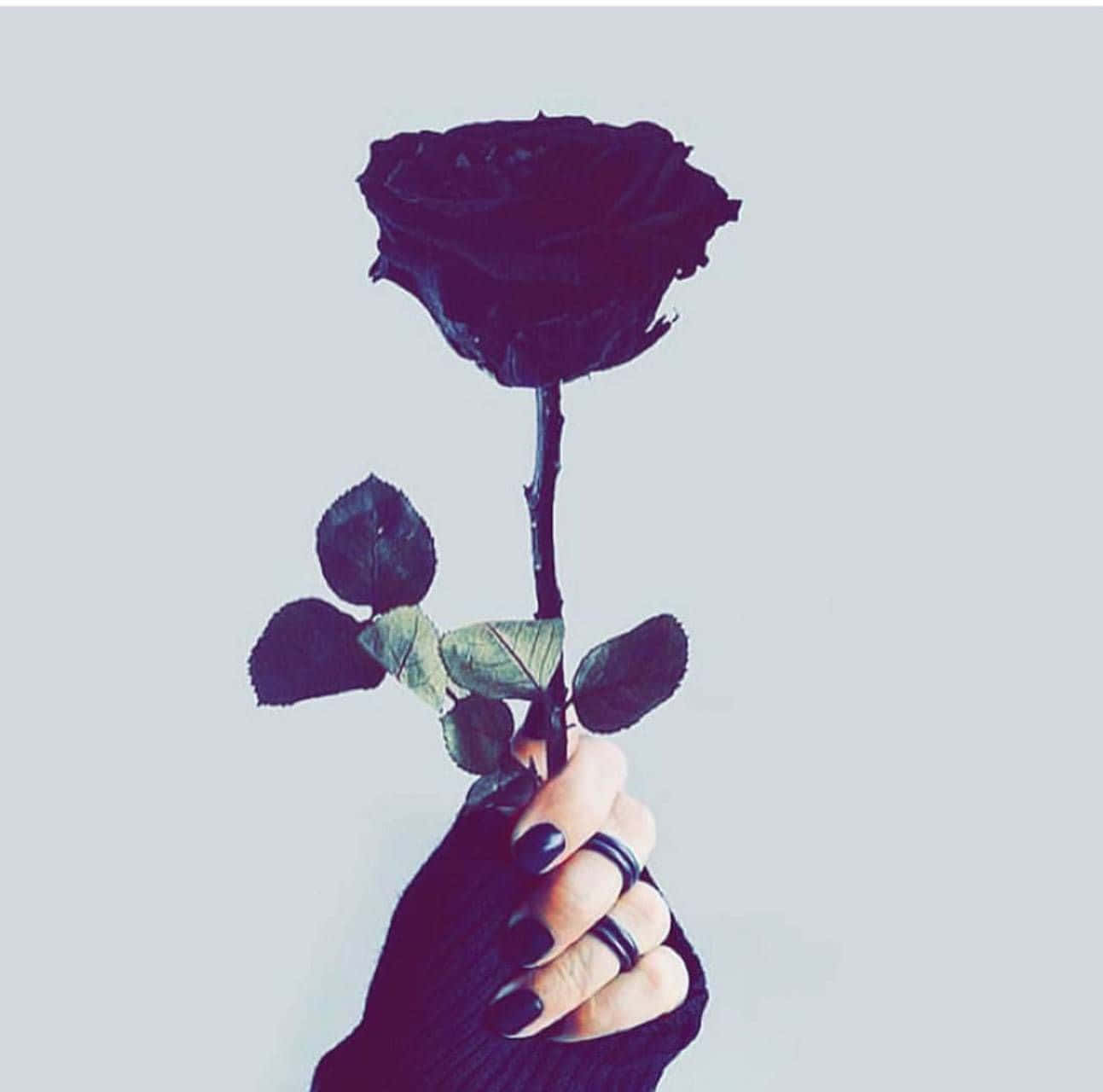 Eineeinzelne Dunkelrote Rose Auf Einem Weichen Schwarzen Hintergrund Wallpaper