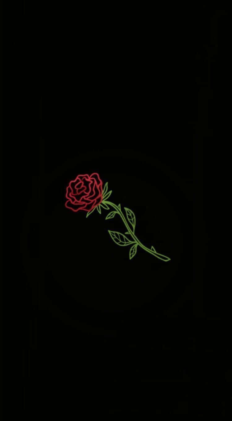 A single rose reflects beauty and grace Wallpaper