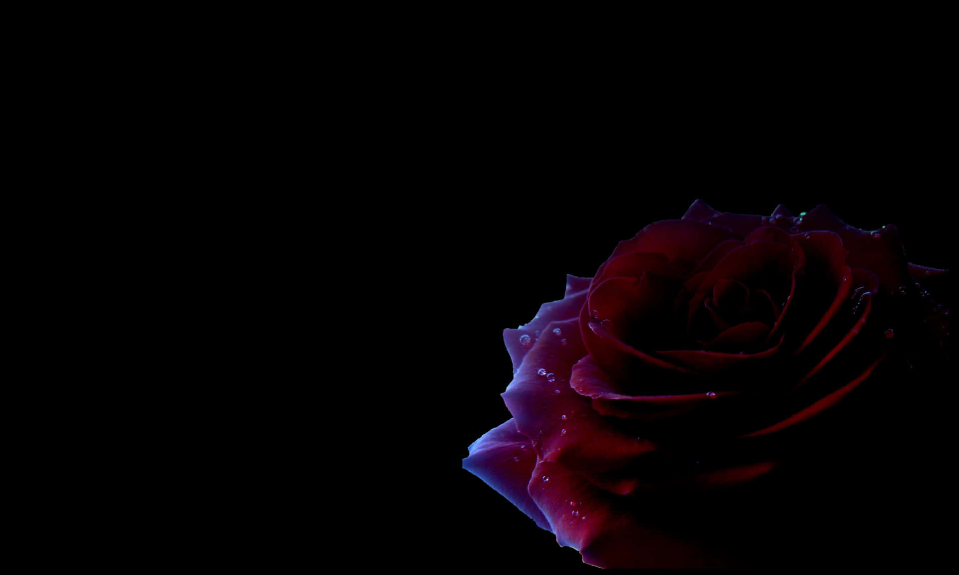 En slående sort rose i al sin mørke, mystiske skønhed. Wallpaper