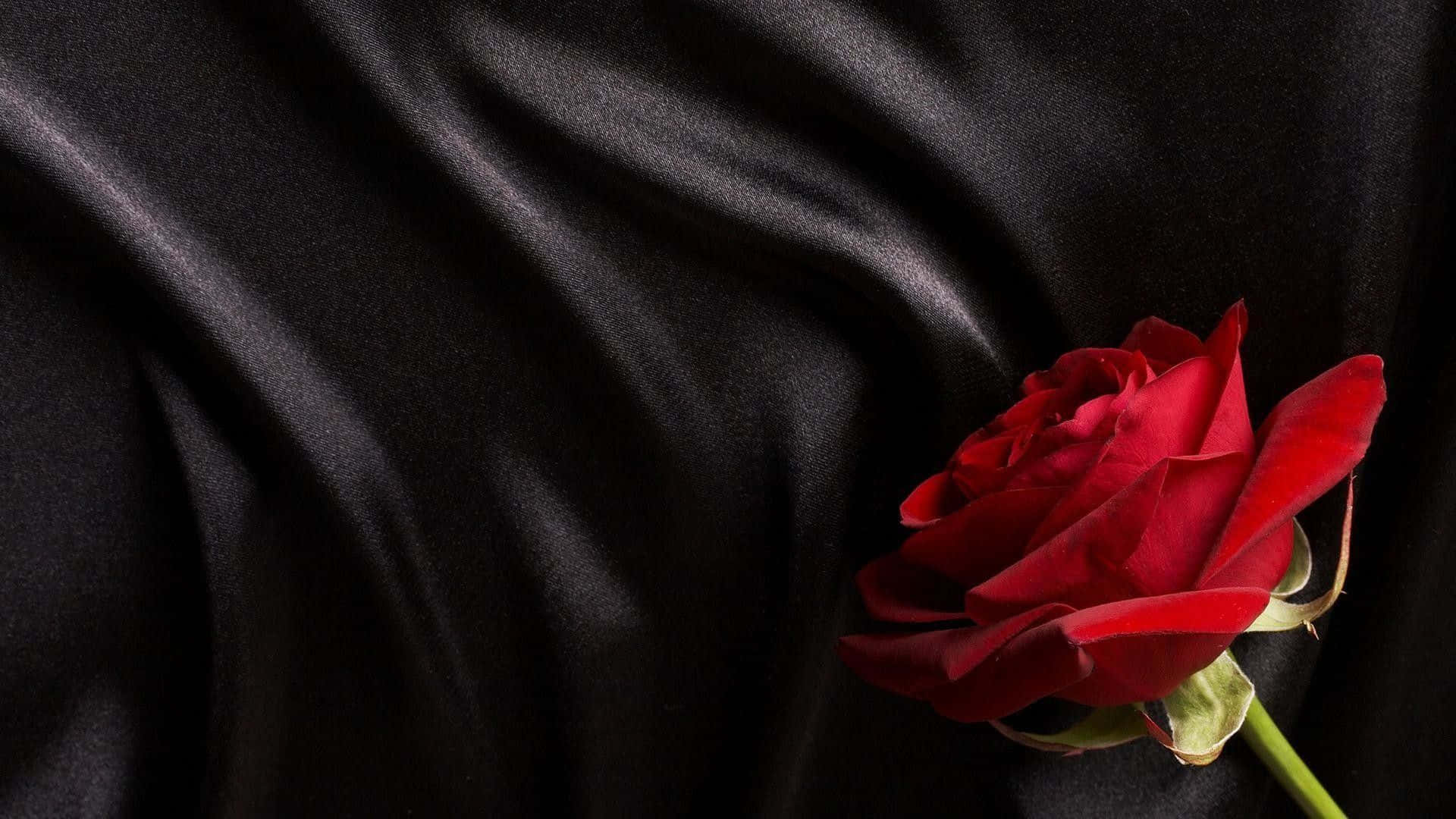 En sort rose der repræsenterer skønhed og elegance. Wallpaper