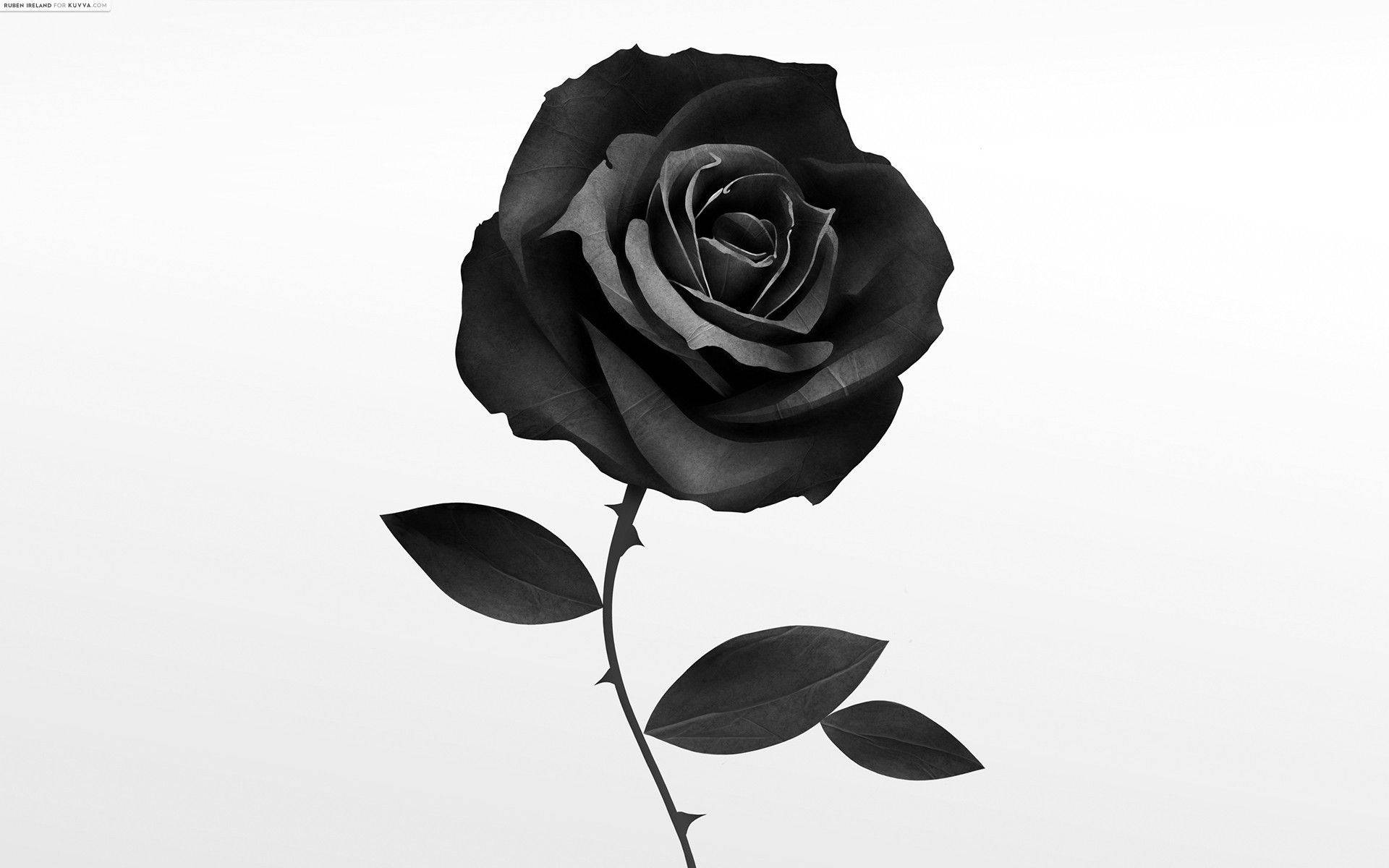 Black Rose And White Background Wallpaper