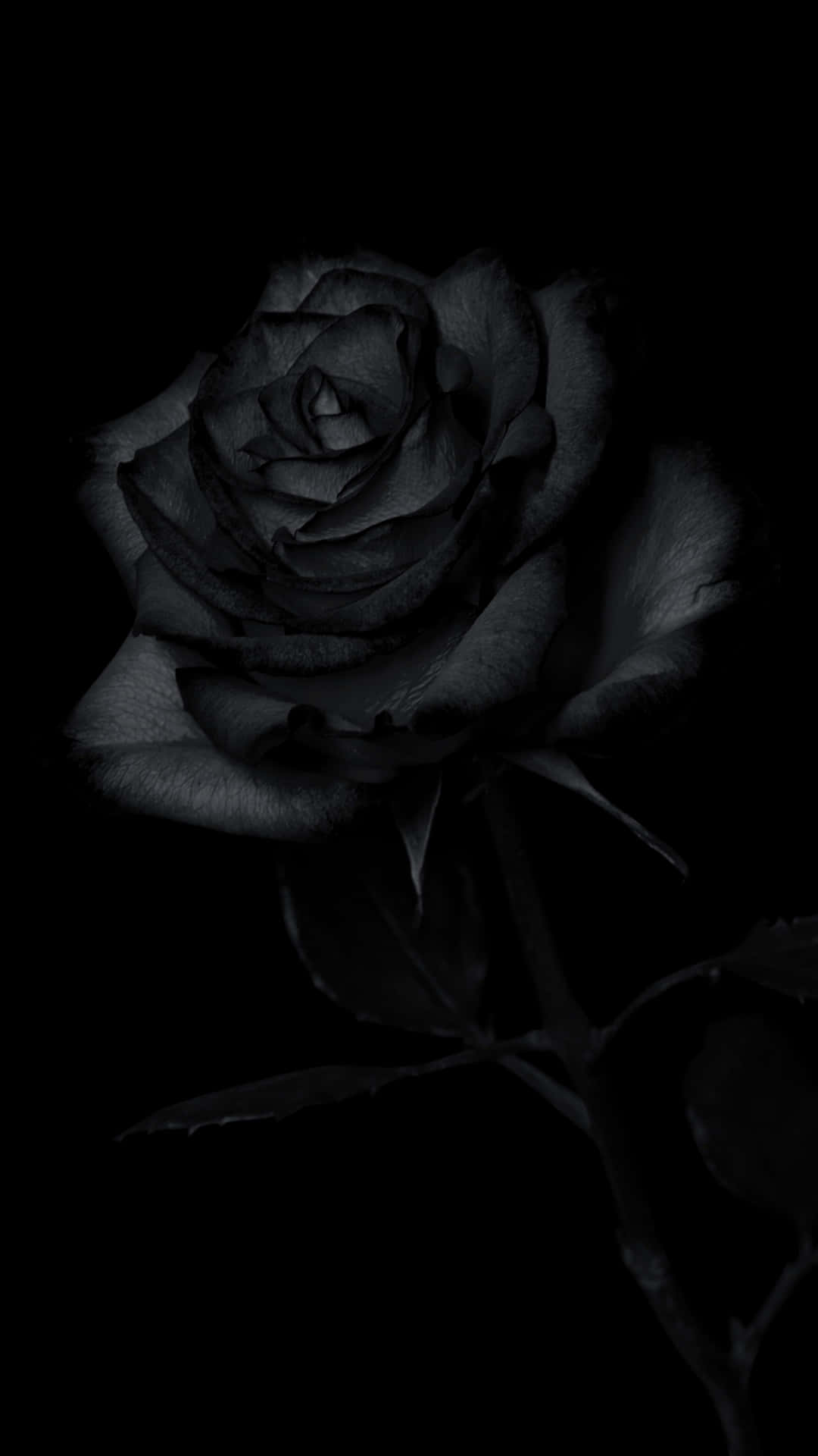 Black Rose Dark Background Wallpaper