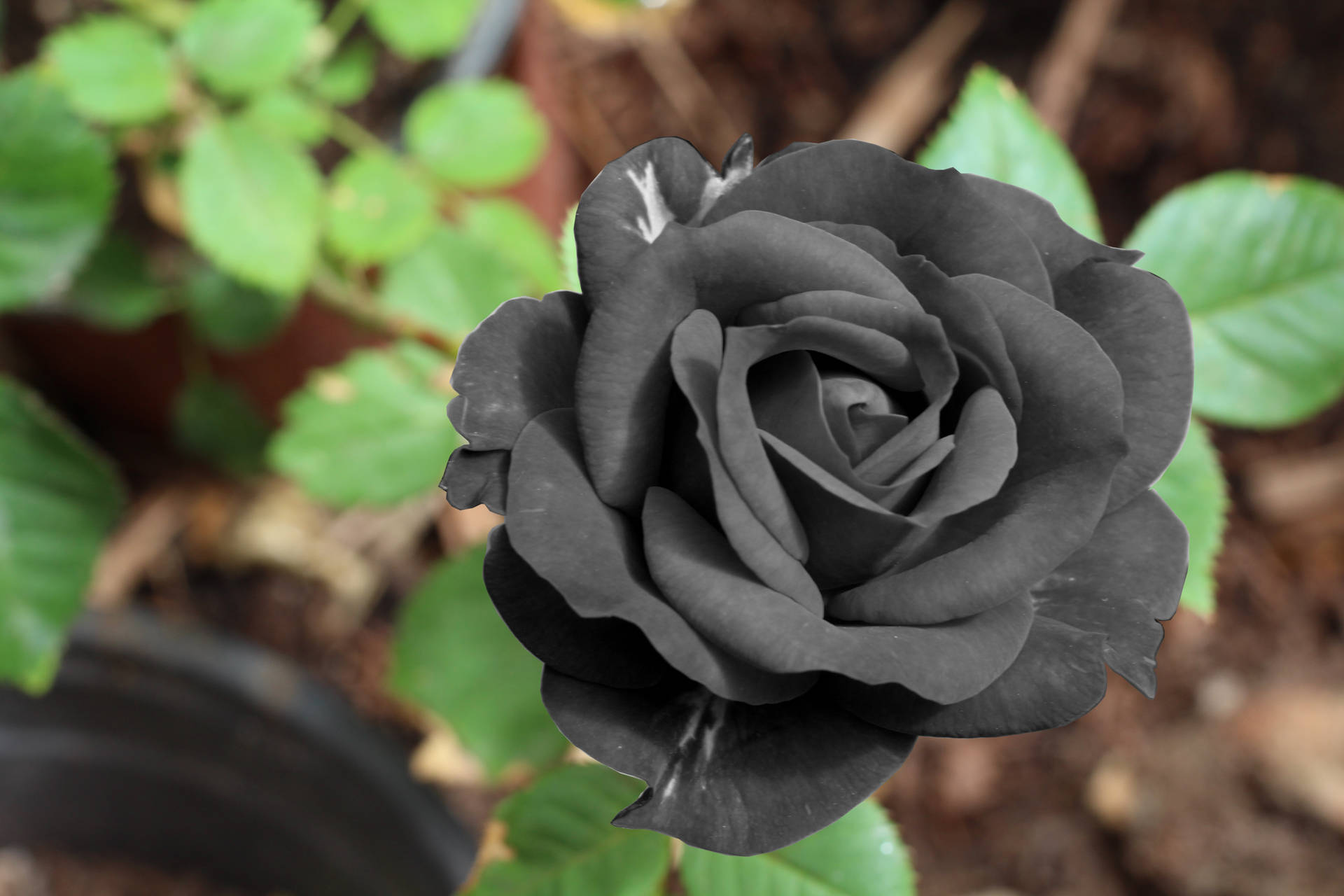 Alluring Black Rose Wallpaper