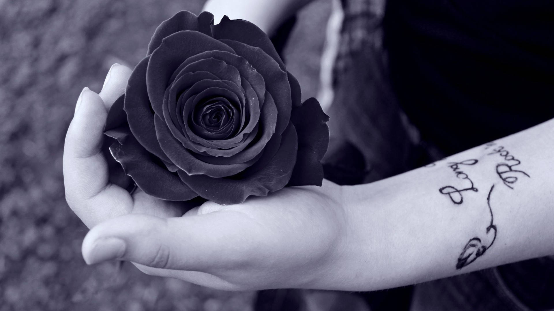Black Rose In Gentle Hands Wallpaper