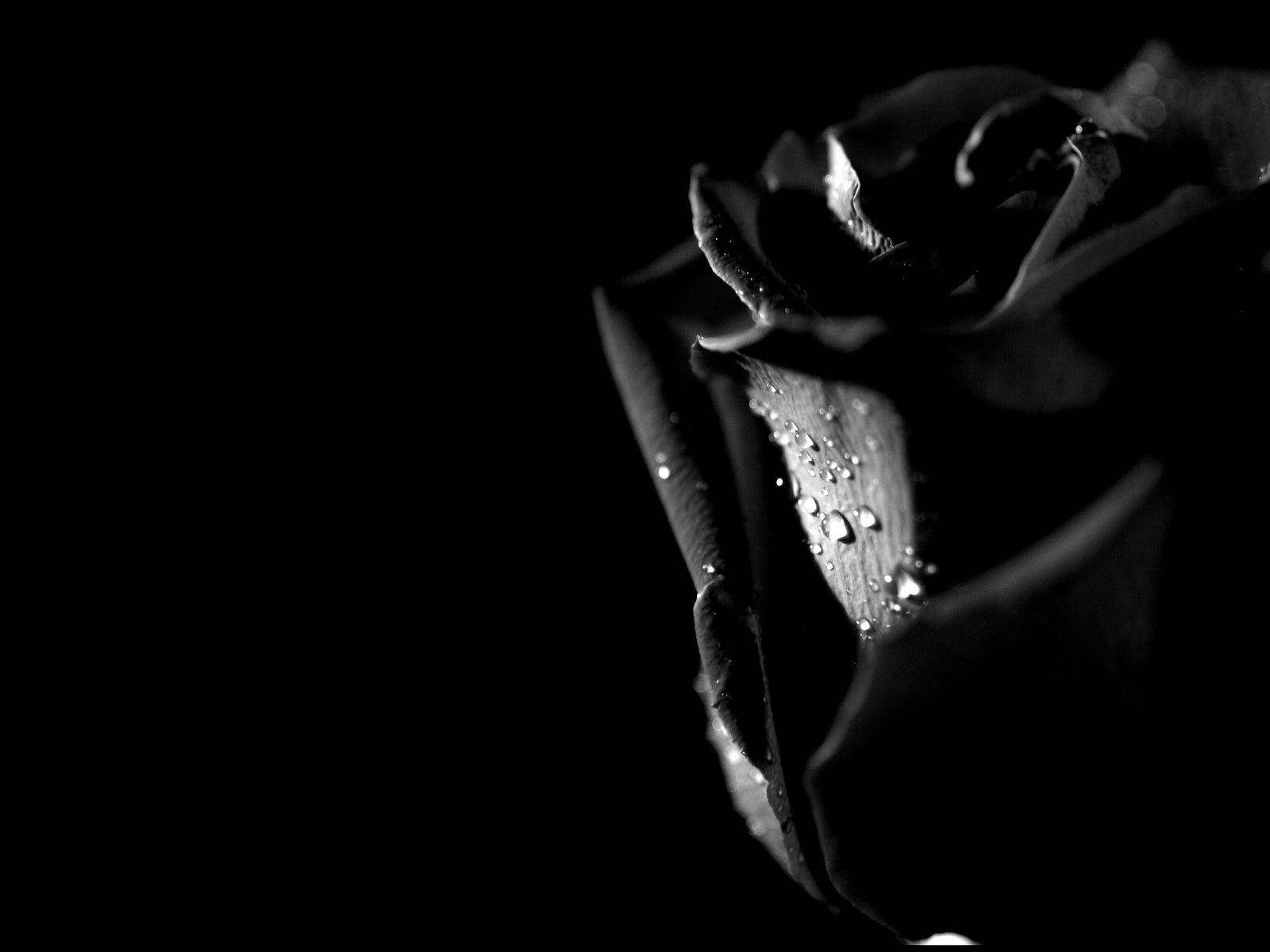 Black Rose In The Dark Wallpaper