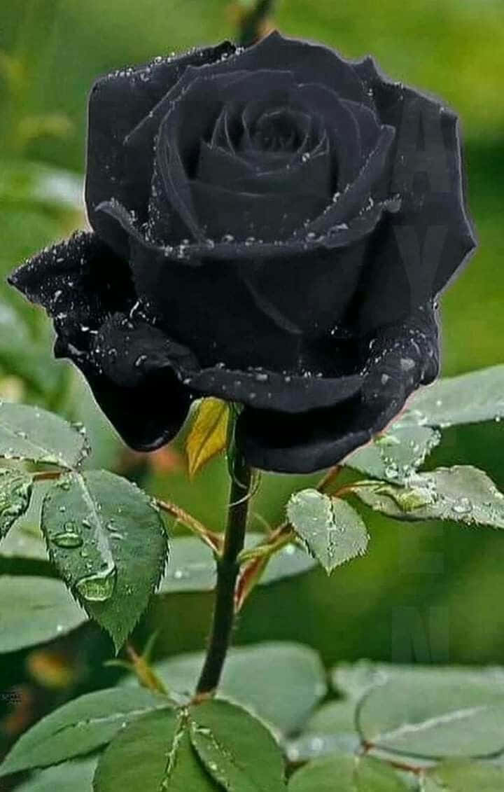 Unahermosa Rosa Negra Rodeada De Pétalos De Un Negro Profundo.