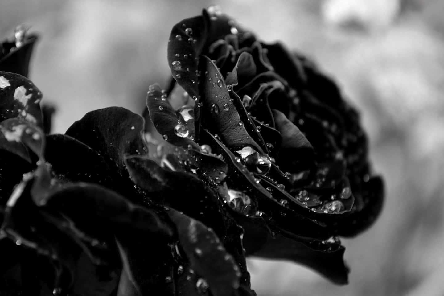 Add some drama to your life with this beautiful black rose