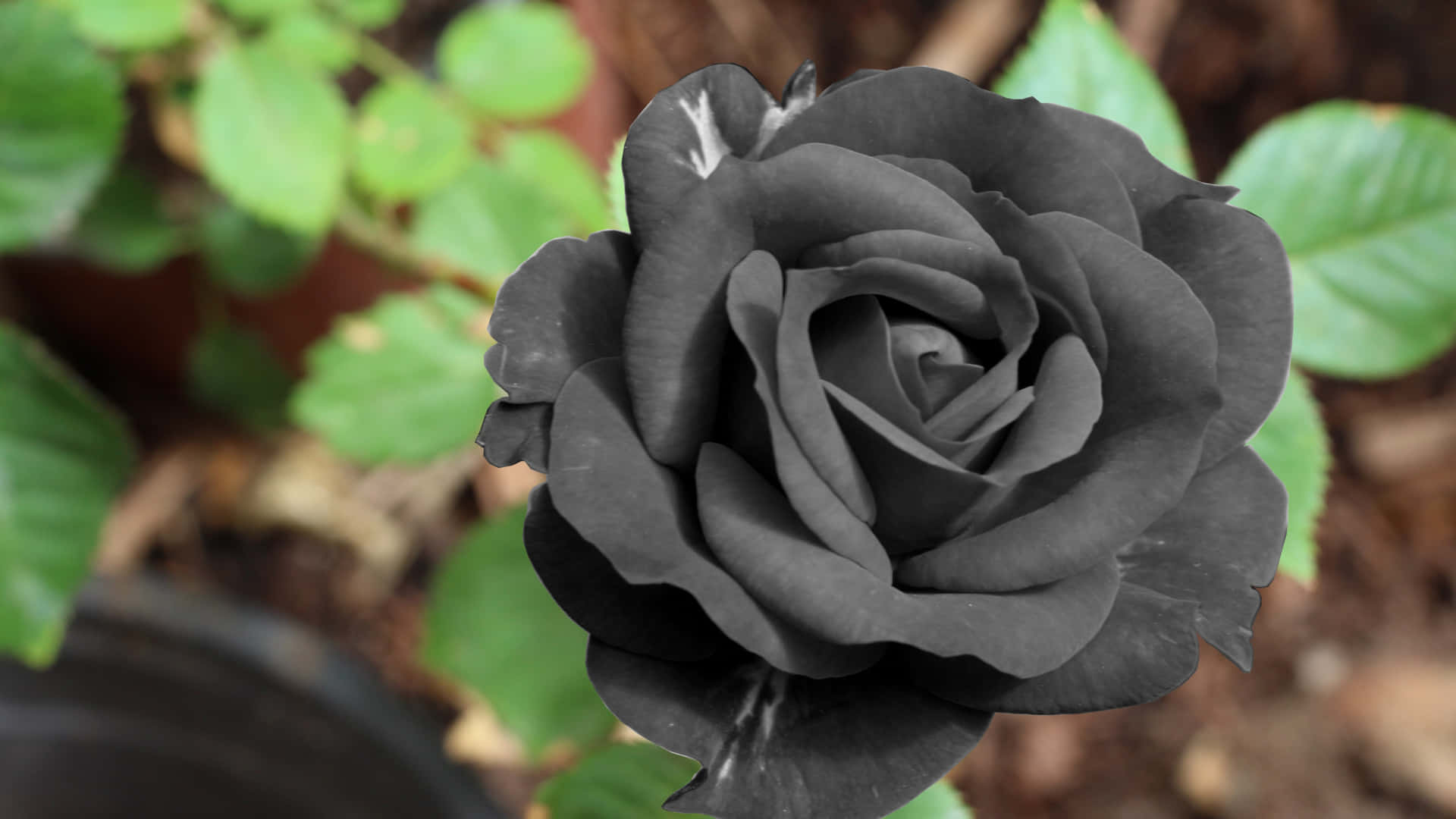 Suavementeirradiando La Belleza De La Rosa Negra