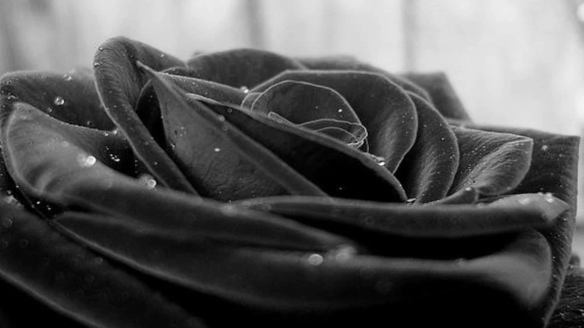Unafotografia Ravvicinata Di Una Rosa Rosso Scuro, Quasi Nera.