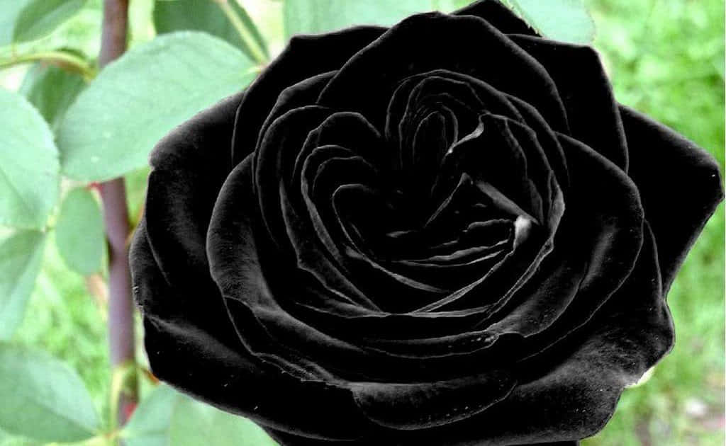 Black Rose - An Elegantly Sinister Symbol