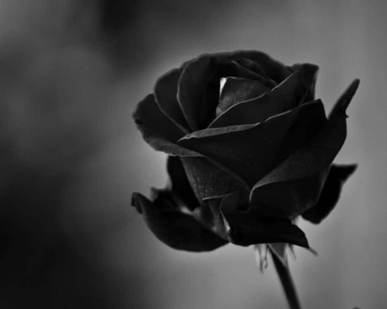 Download "The Mysterious Black Rose A Symbol Of Tragedy"