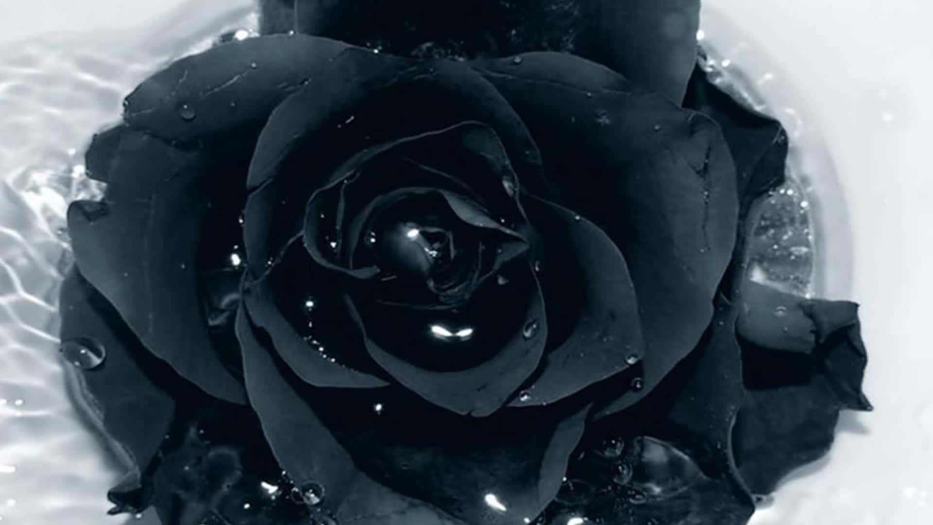 A stunning black rose against a backdrop of nature