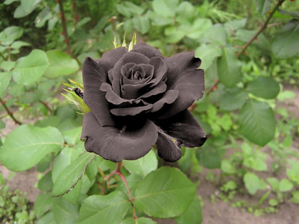 An alluring beauty - the majestic black rose