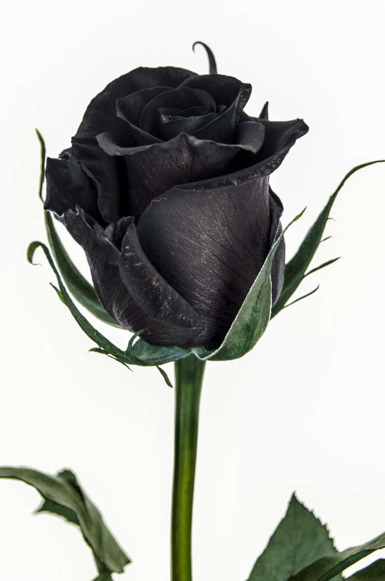 Close-up of a Dark Red Black Rose