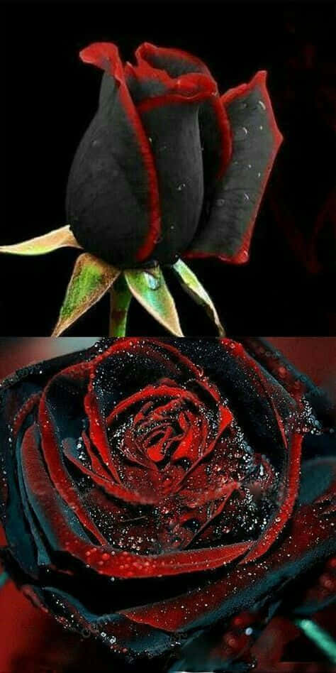 Unaimpresionante Rosa Negra, Símbolo De Pasión, Fuerza Y Belleza.