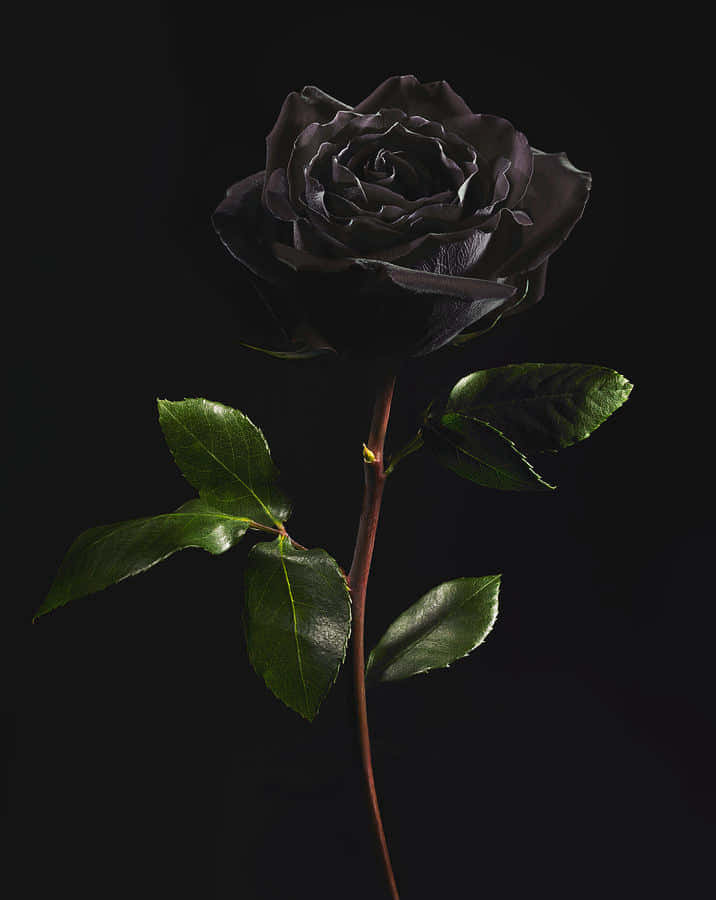 Iluminandola Oscuridad, Una Única Rosa Negra Resalta Entre El Mar De Pétalos Pálidos.