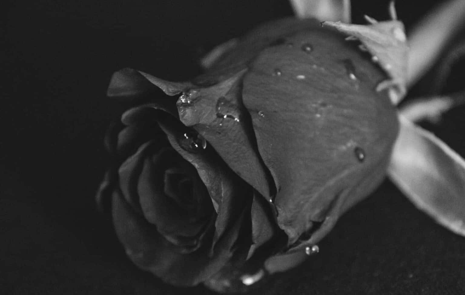 black and white photo of a rose with water drops