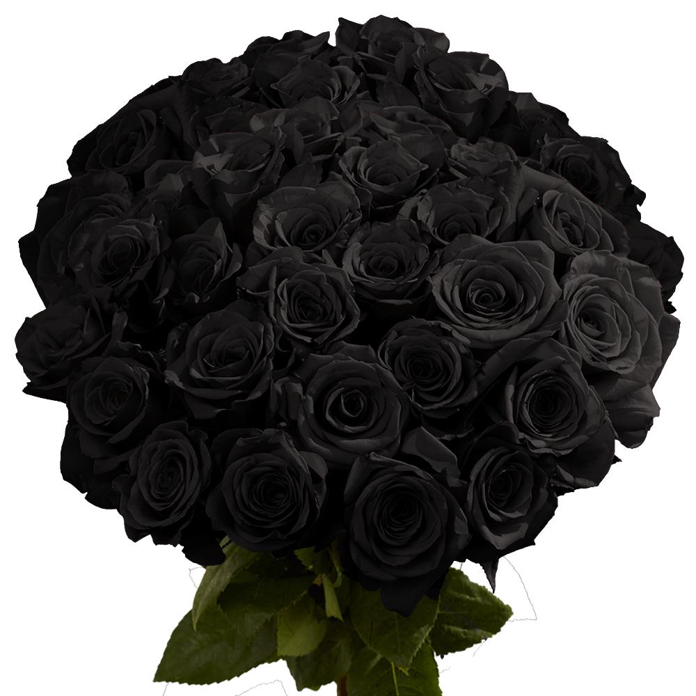 Nothing compares to the beauty of a black rose