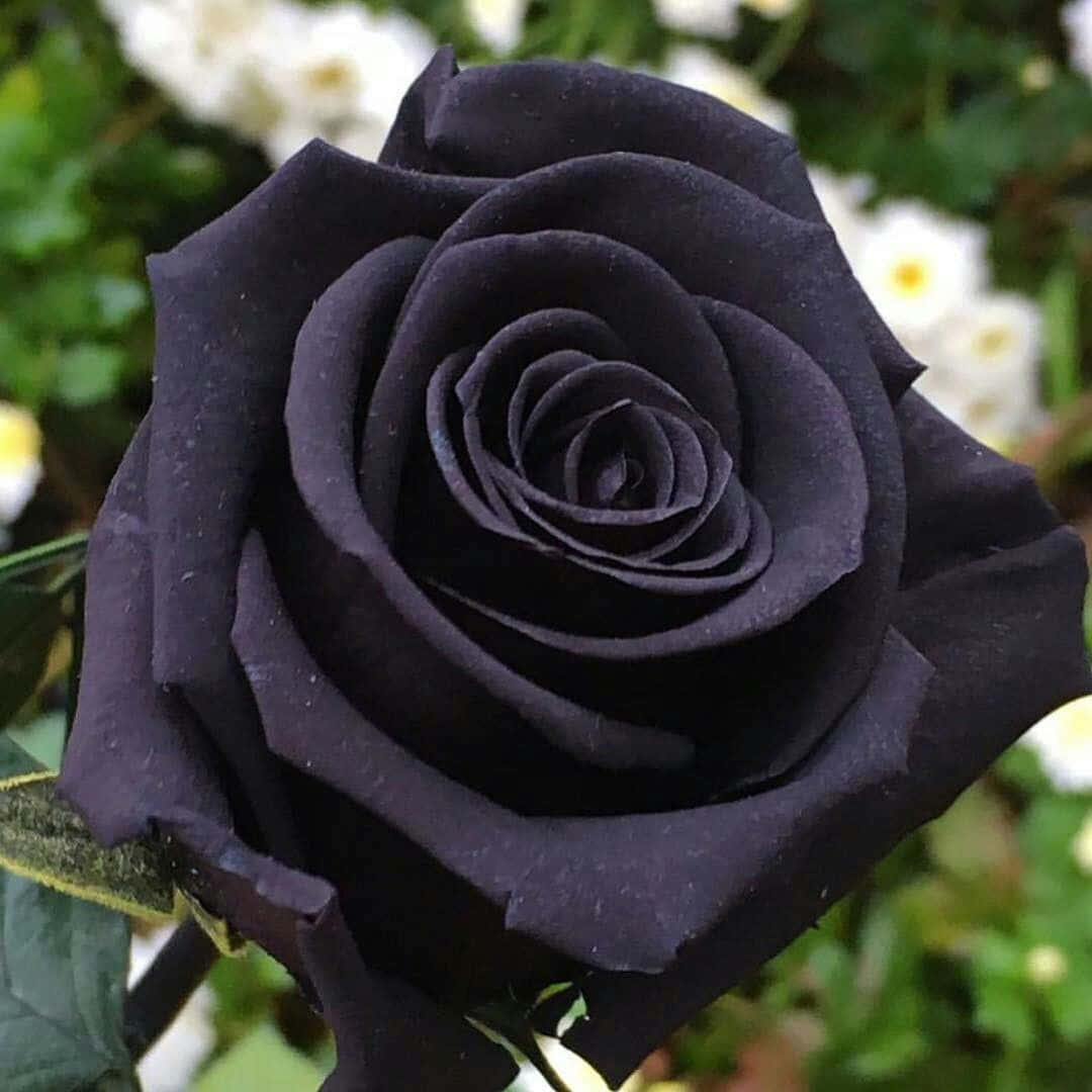 "The beautiful blossom of a Black Rose catching the morning light."